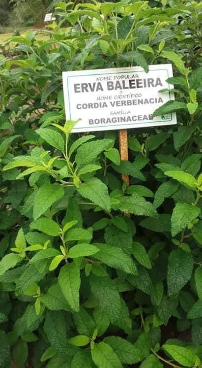 Erva baleeira  (Cordia verbenacia) - 1 potted plant / 1 getopfte Pflanze