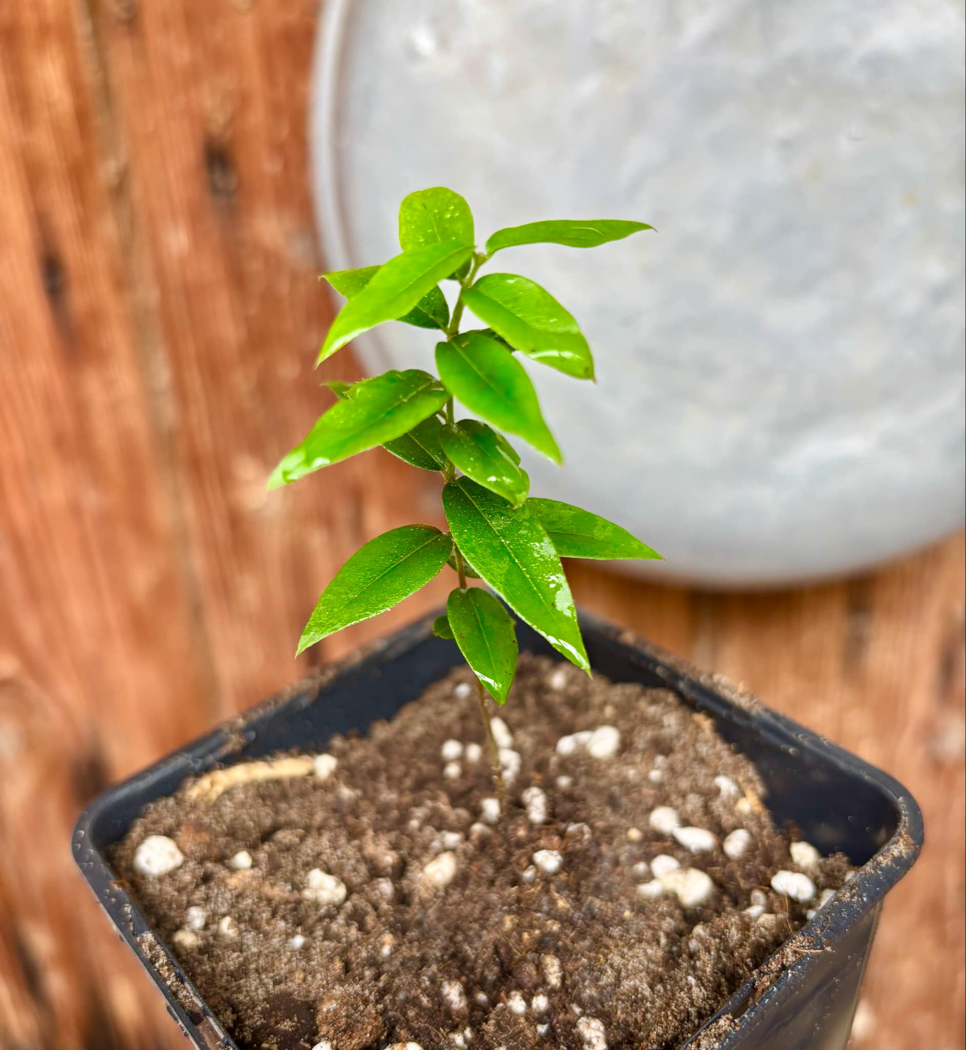 Jaboticaba - Plinia sp Pingo de Mel (Vilela A3) -  1 small potted seedling / 1 kleiner, getopfter Sämling