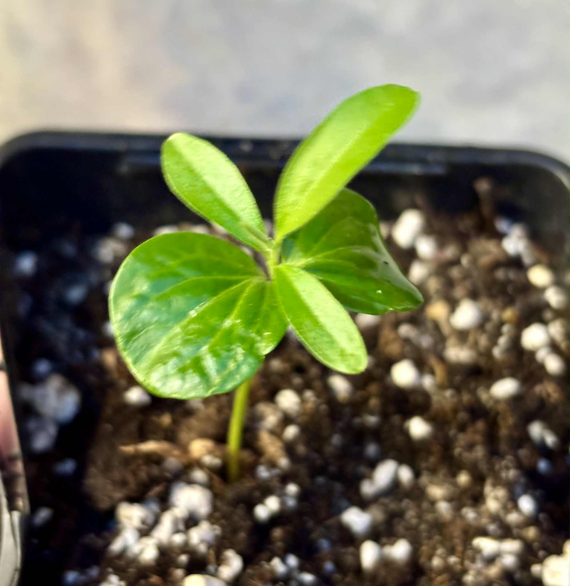 Kei Apple (Dovyalis caffra) - 1 potted plant / 1 getopfte Pflanze