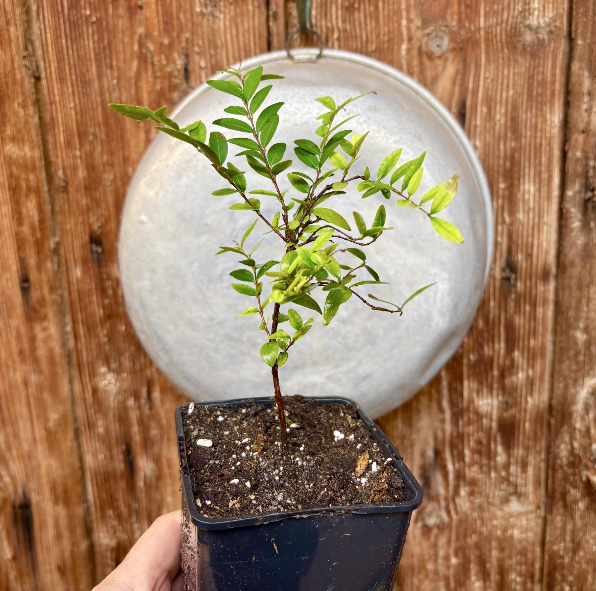 two years old - Uvaia - Eugenia pyriformis -  1 potted plant / 1 getopfte Pflanze