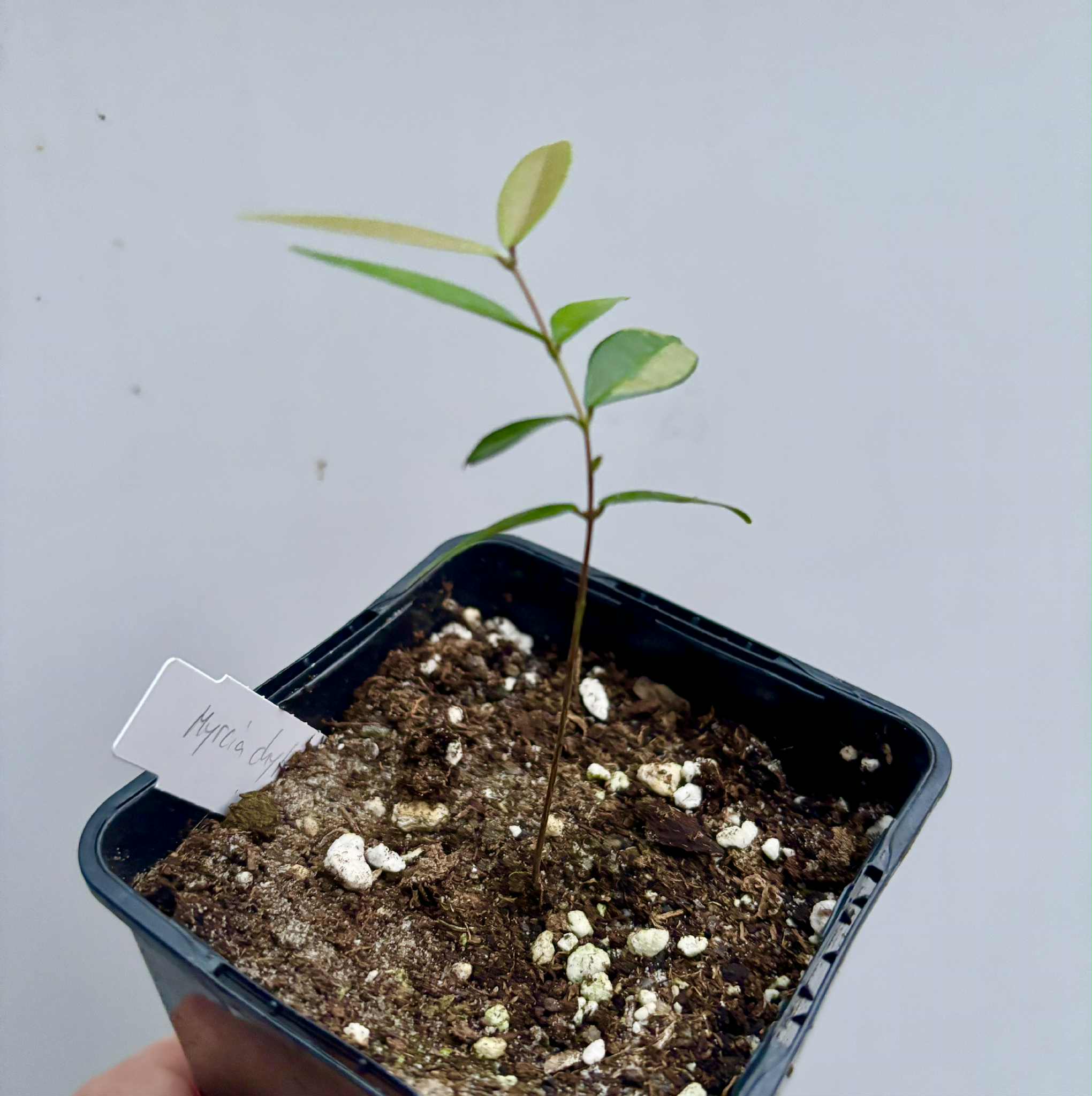 Myrcia chytraculia (Calyptranthes chytraculia) -  1 potted seedling / 1 getopfter Sämling
