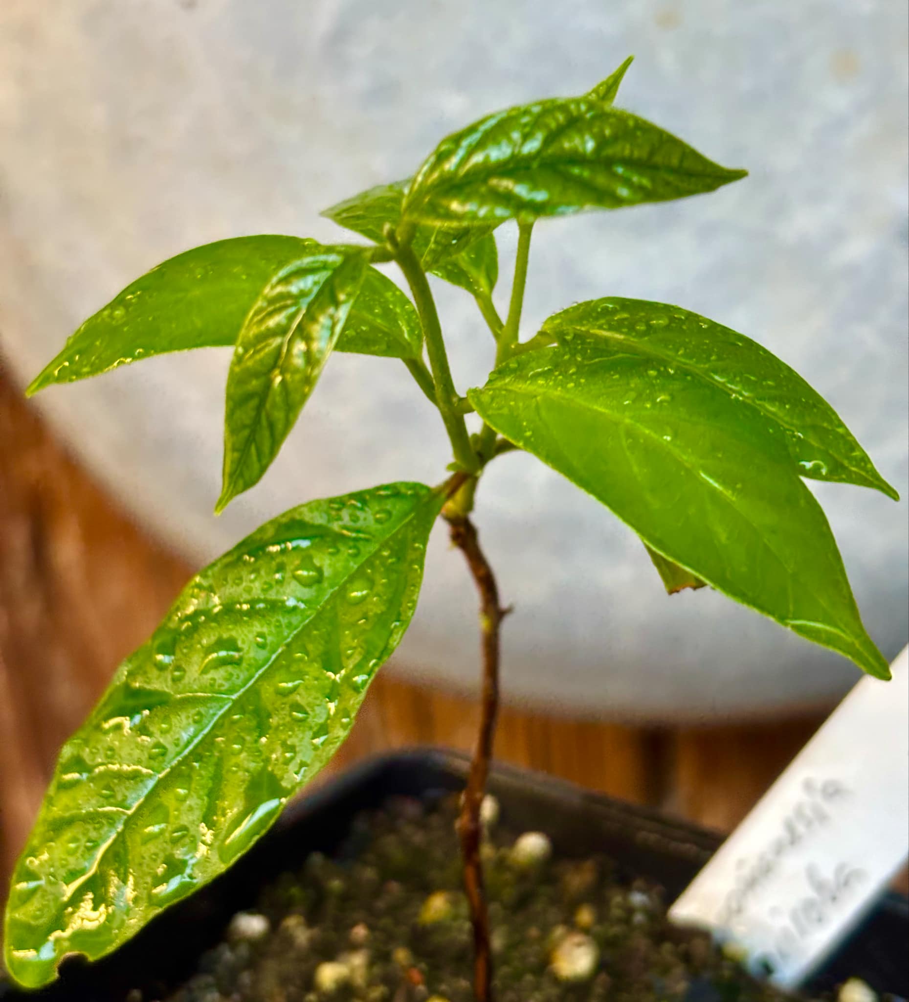 Guabiroba (Campomanesia guaviroba) - 1 potted plant / 1 getopfte Pflanze