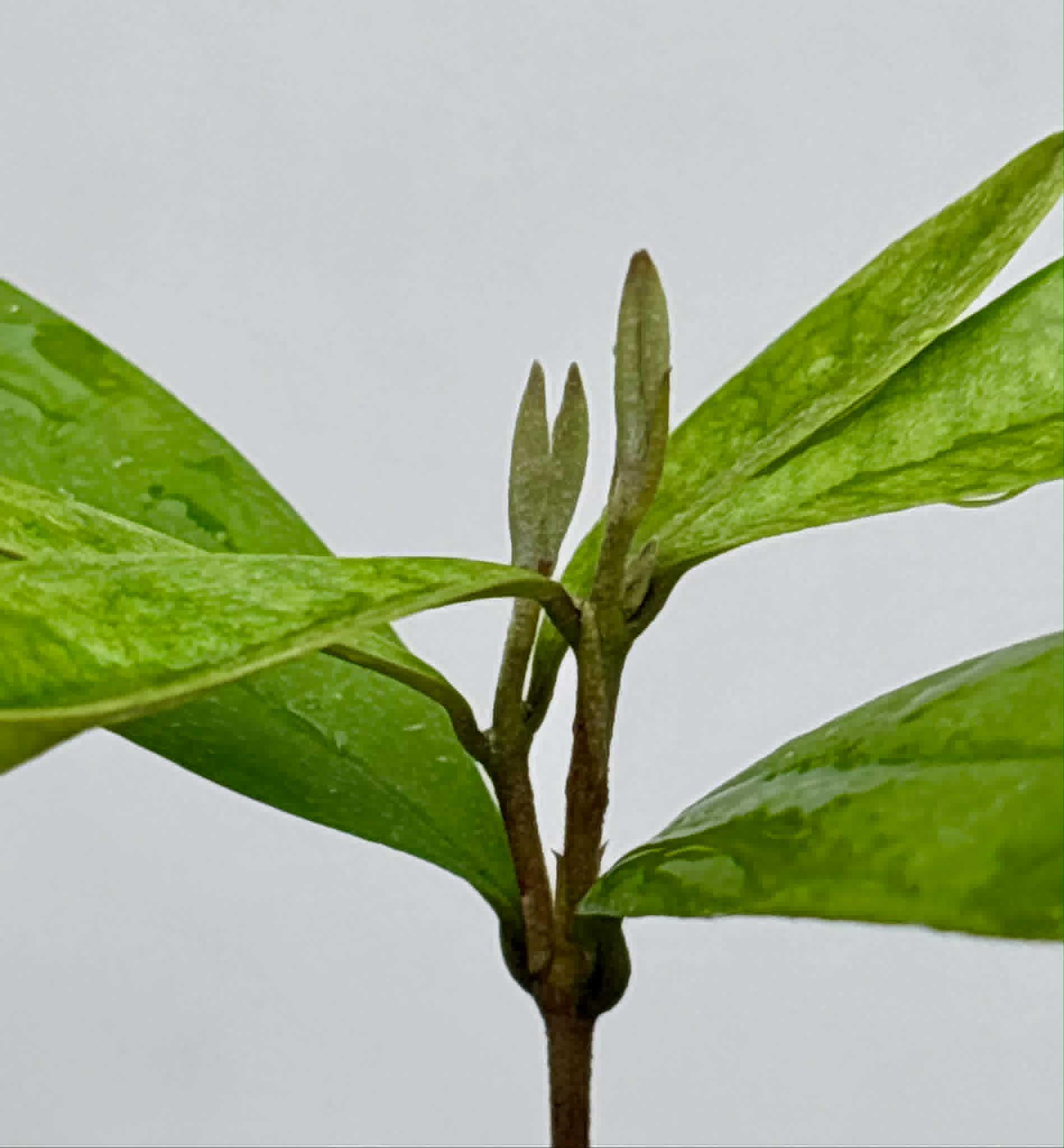 Eugenia sp Roxa do Rio - 1 potted seedling / 1 getopfter Sämling
