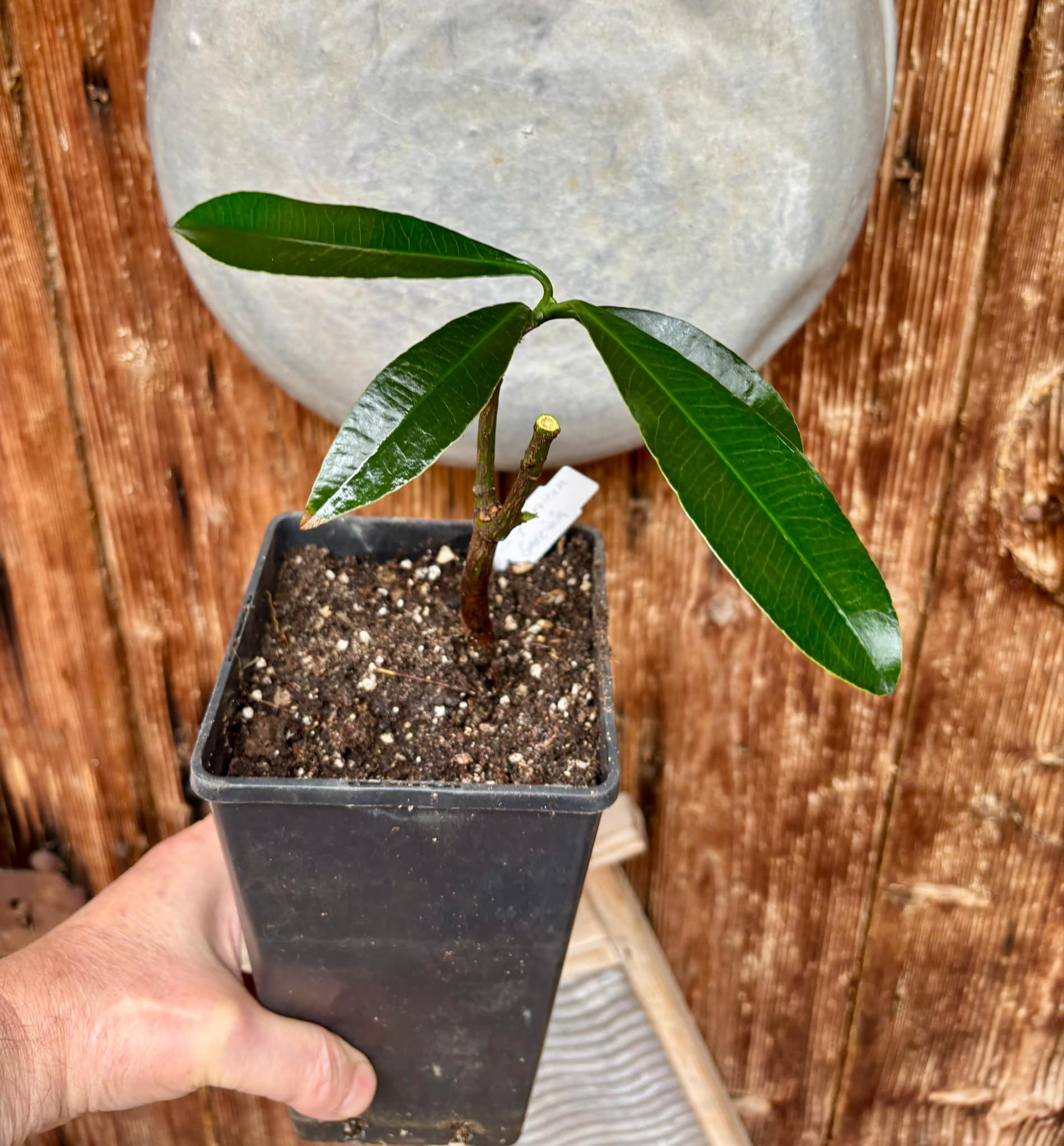 Garcinia sp. mexican - Luc's Garcinia - 1 potted plant / 1 getopfte Pflanze