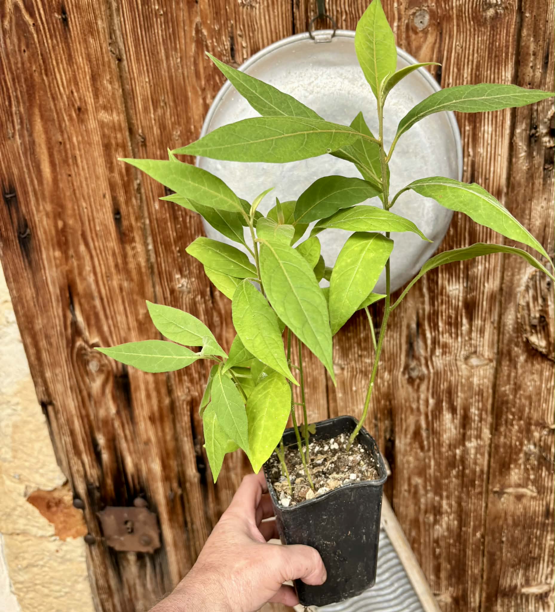 4 in 1 pot - Solanum sp. Mata Escura - 4 plants in one pot / 4 Pflanzen in einem Topf