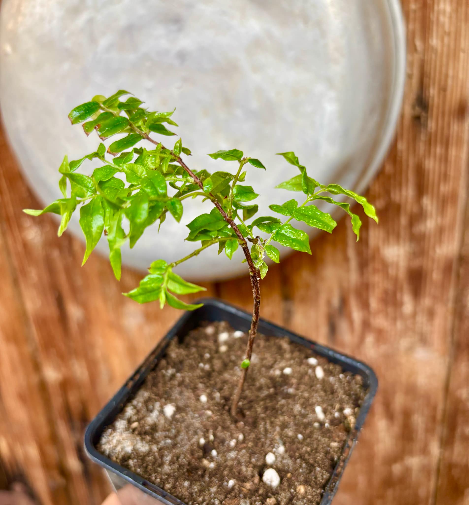 Myrciaria floribunda var. yellow - 1 potted plant / 1 getopfte Pflanze