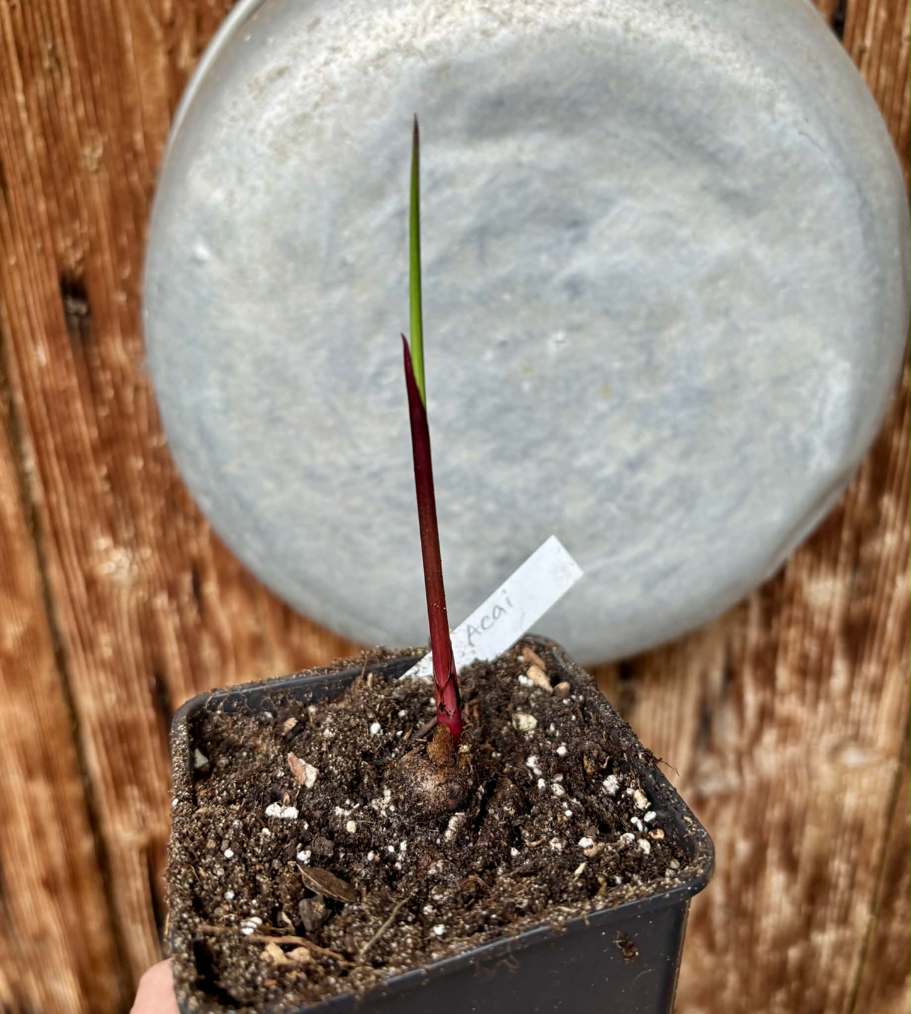 ACAI (Euterpe oleracea) -  1 potted seedling / 1 getopfter Sämling
