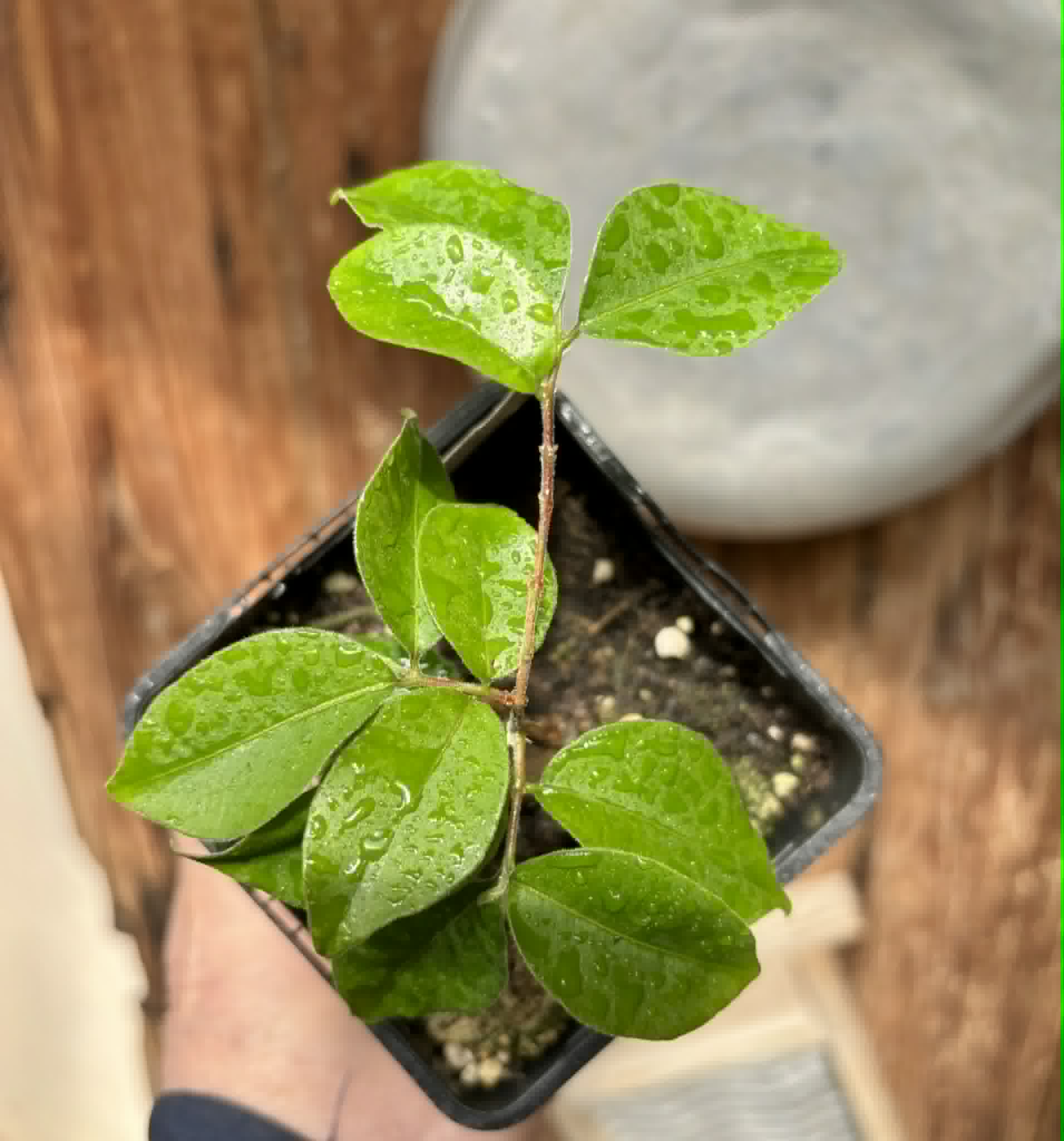Eugenia sp Guajuba suave -  1 potted seedling / 1 getopfter Sämling