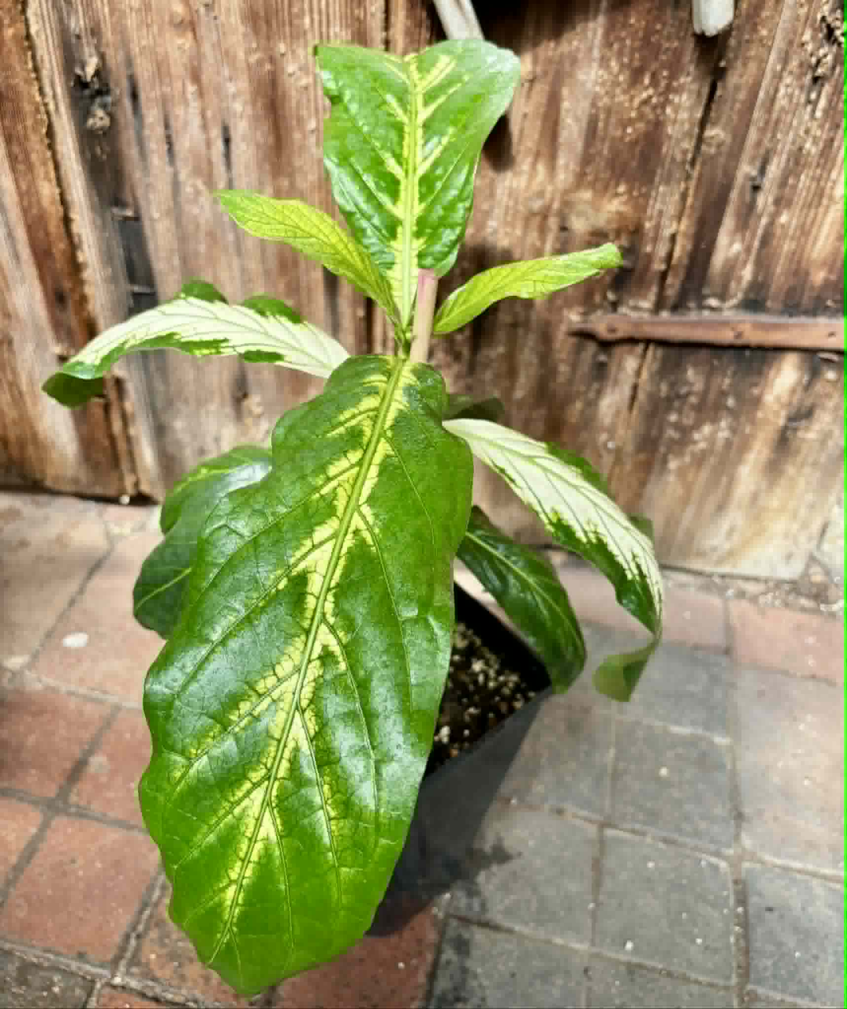 Noni Variegated (Morinda citrifolia) - 1 potted plant / 1 getopfte Pflanze
