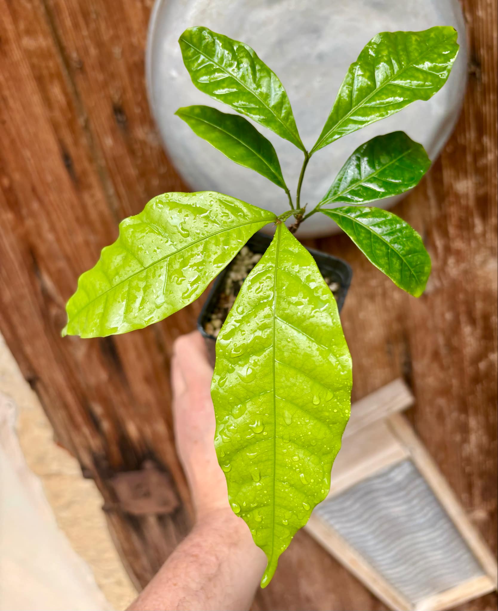 Mamoncillo (Melicoccus bijugatus) - 1 potted plant / 1 getopfte Pflanze Mamoncillo (Melicoccus bijugatus) - 1 potted plant / 1 getopfte Pflanze