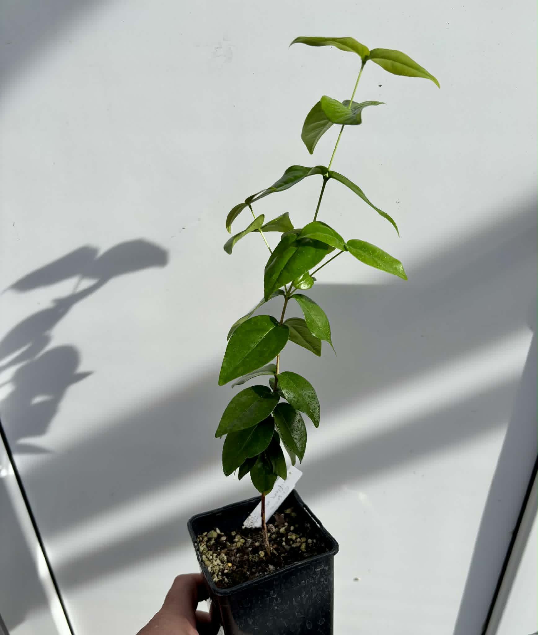 Eugenia uniflora var. Teneriffa  - 1 potted seedling / 1 getopfter Sämling