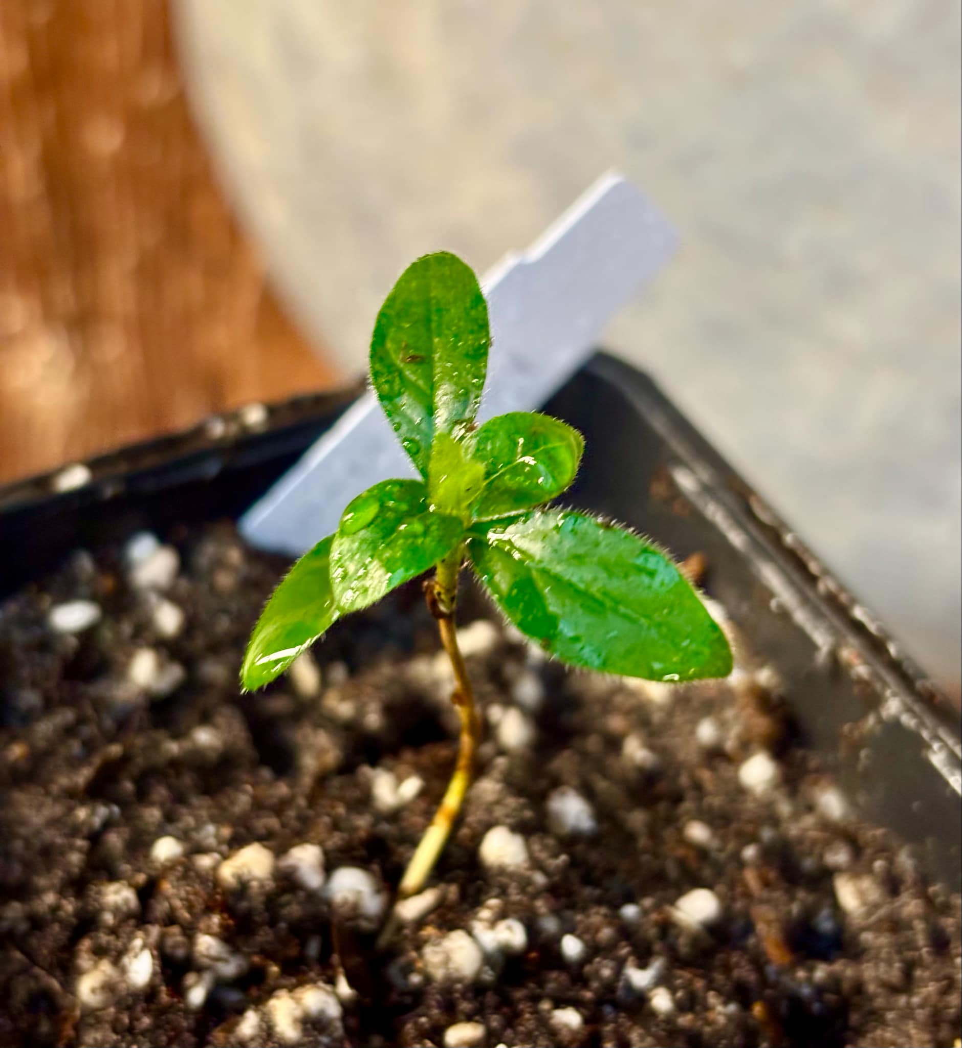 Randia sp Mexico  - 1 small seedling / 1 kleiner Sämling