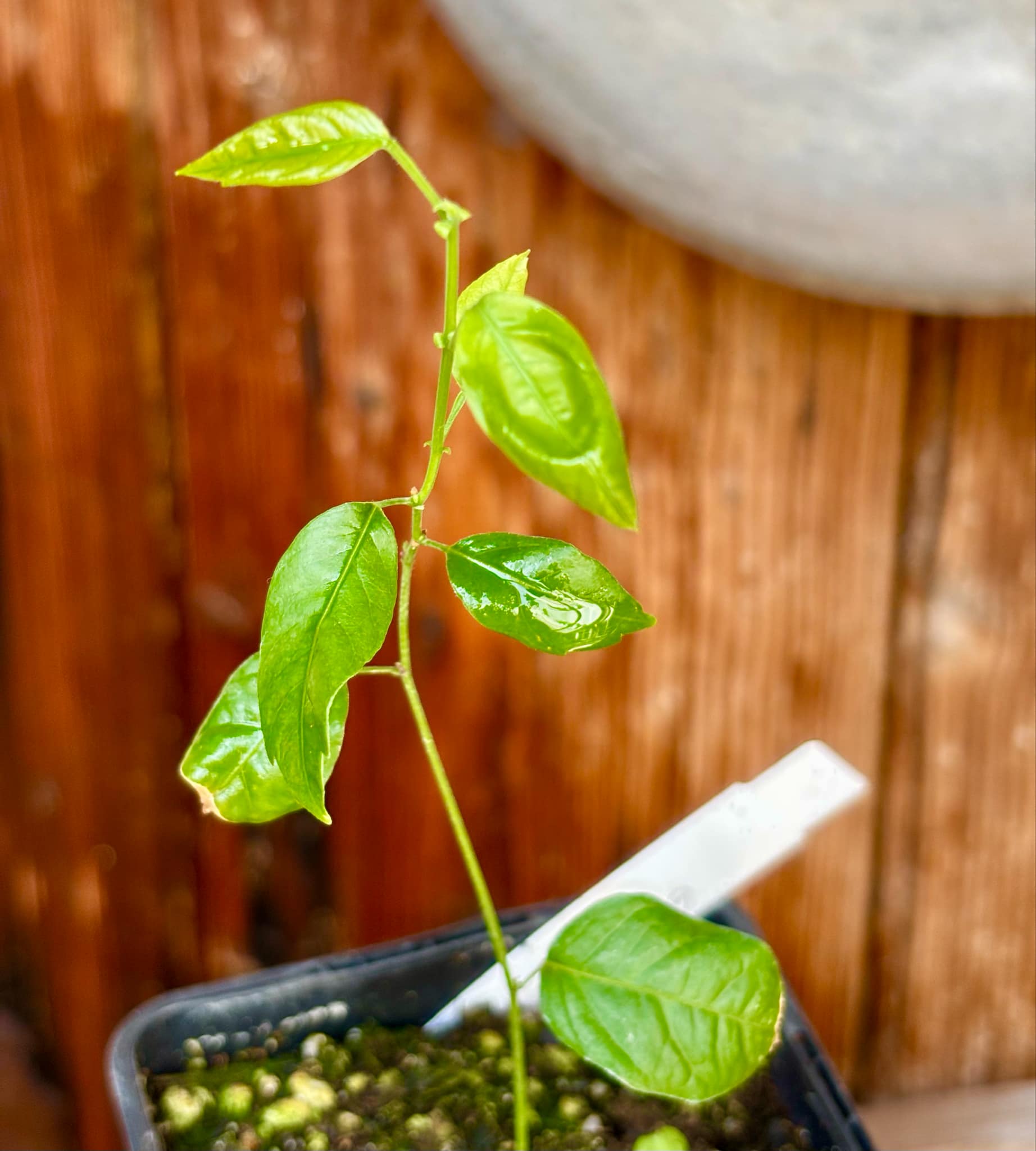Guaraná (Paullinia cupana) - 1 small potted seedling / 1 kleiner, getopfter Sämling
