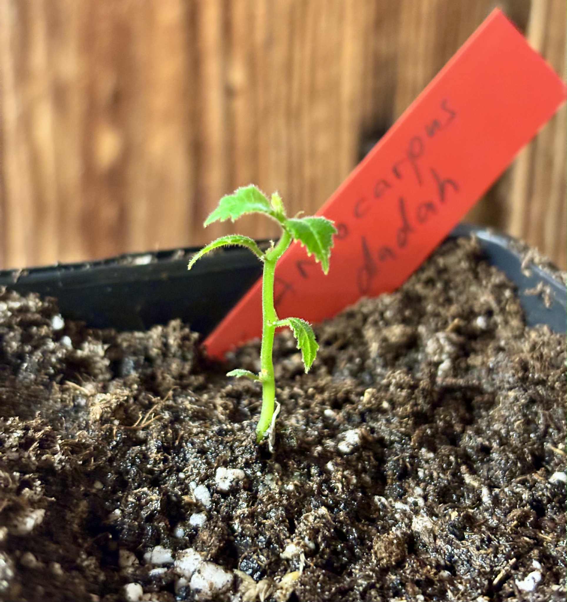 Artocarpus dadah - 1 potted seedling / 1 getopfter Sämling