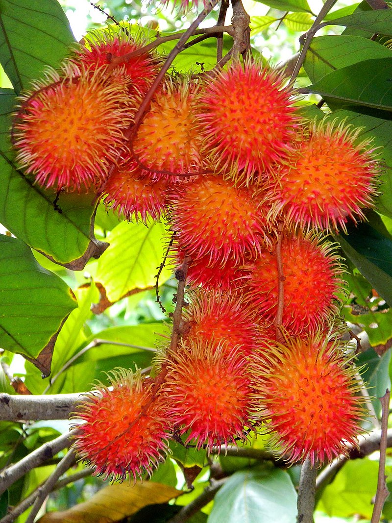 Nephelium lappaceum - Rambutan - 1 small potted seedling / 1 kleiner, getopfter Sämling