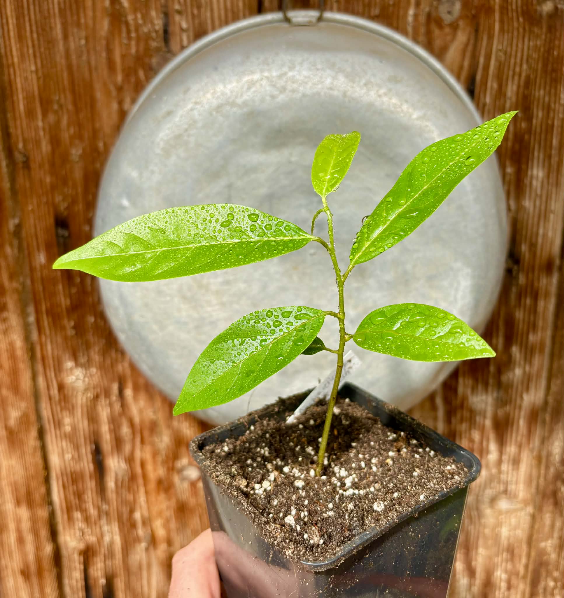 Annona reticulata var Red - 1 potted plant / 1 getopfte Pflanze