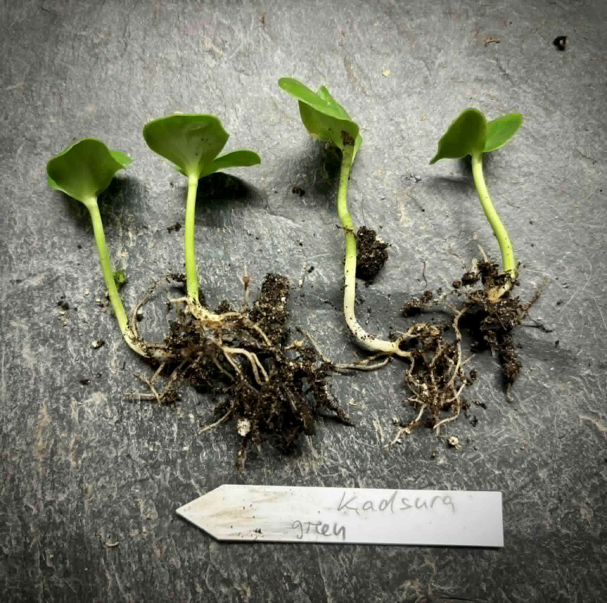 Kadsura heteroclita "Green" - 1 germinated seed / 1 gekeimter Samen