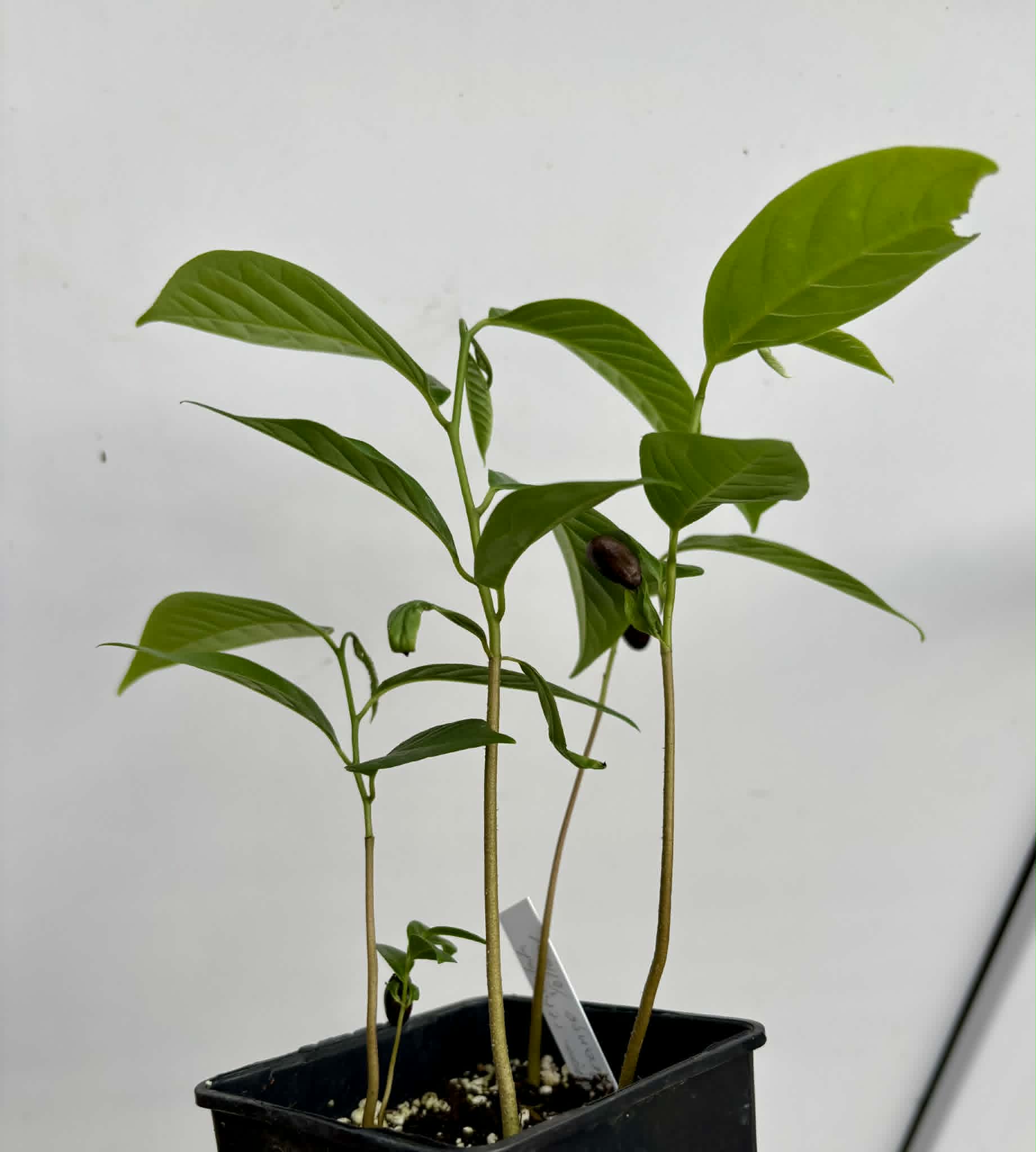 4 in 1 pot - Annona reticulata var Orange- 4 seedlings in one pot / 4 Sämlinge in einem Topf