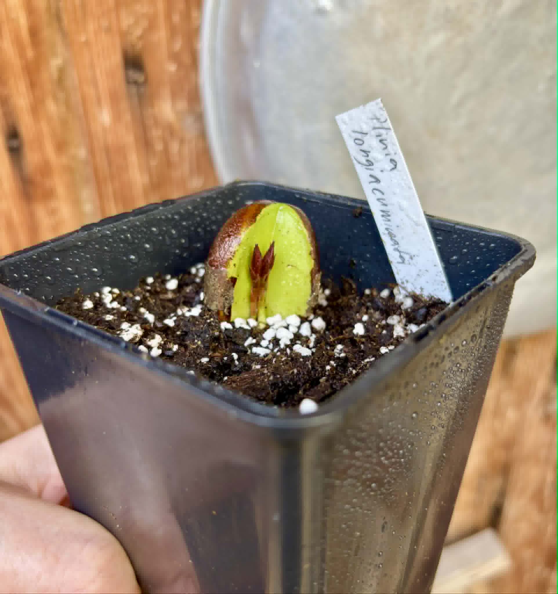 2 shots - Plinia longiacuminata RED  -  1 potted seedling / 1 getopfter Sämling