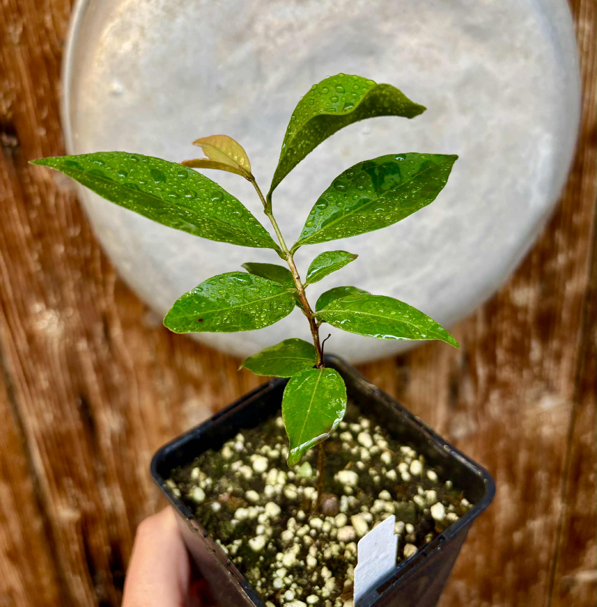 Eugenia sp Belmonte -  1 potted seedling / 1 getopfter Sämling