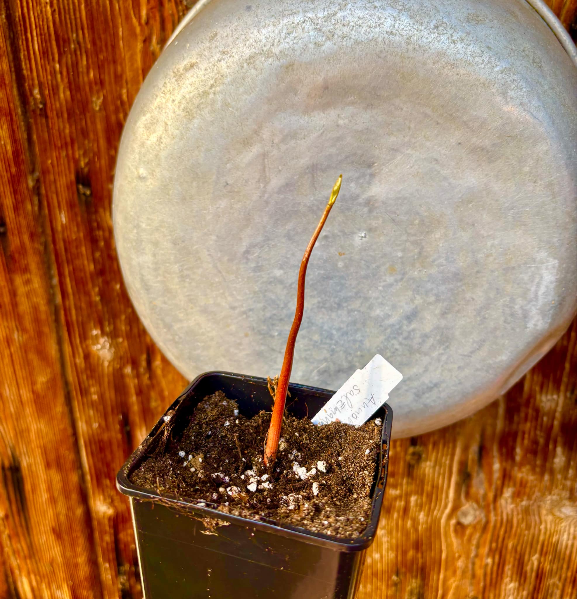 Annona salzmannii - 1 potted seedling / 1 getopfter Sämling Annona salzmannii - 1 potted seedling / 1 getopfter Sämling