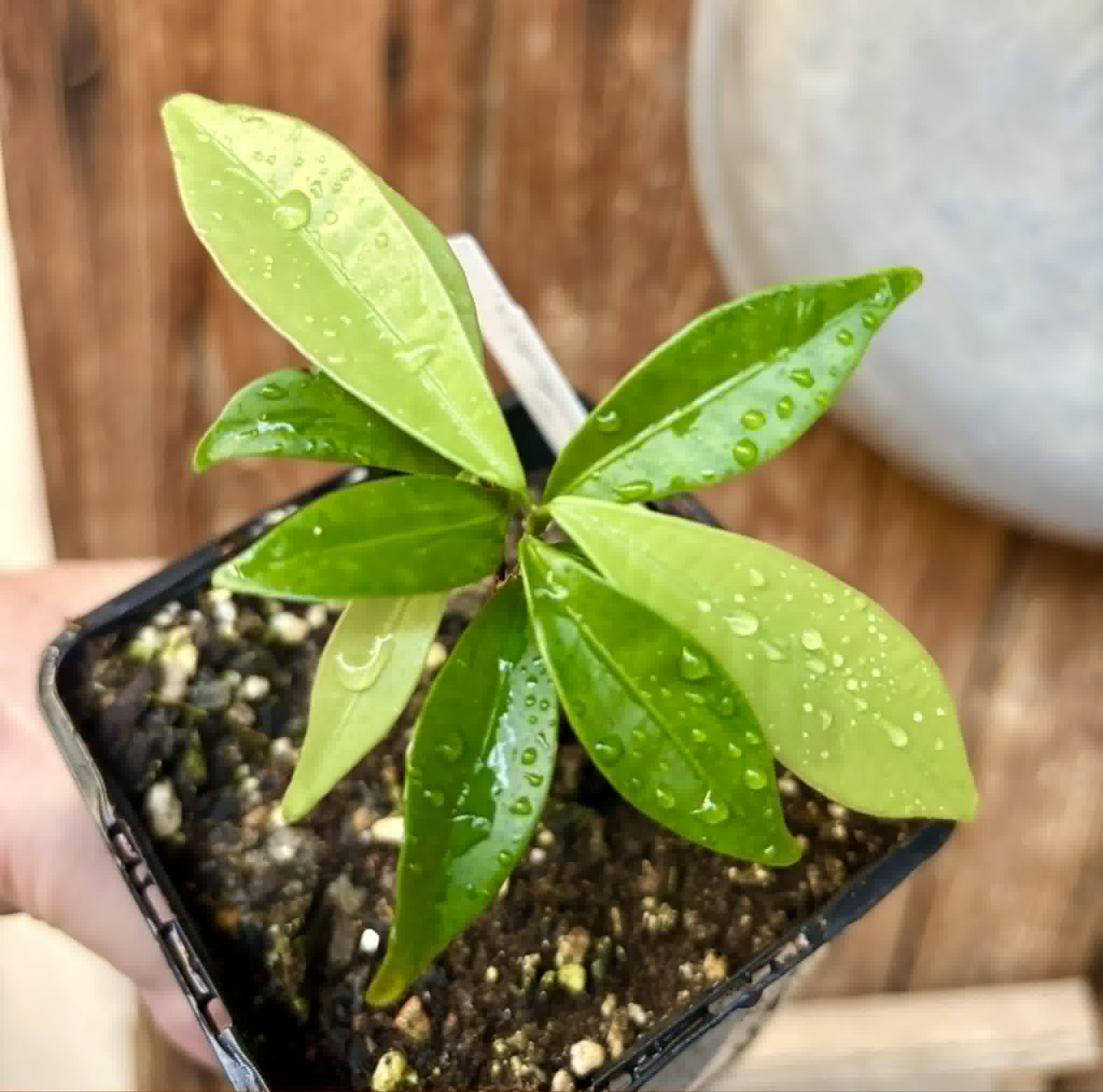Eugenia sp Batinga Verdadeira -  1 potted plant / 1 getopfte Pflanze
