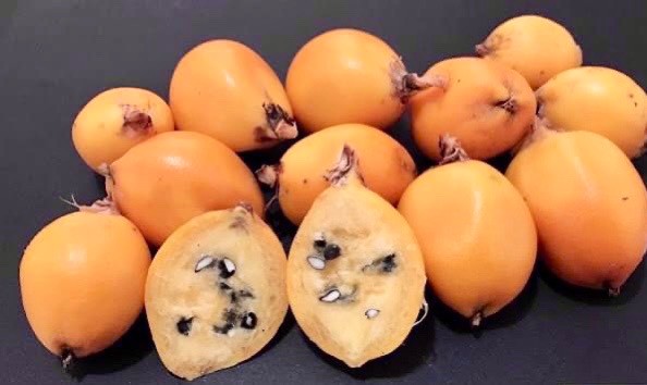 Gravata (Bromelia antiacantha) - 1 germinated seed / 1 gekeimter Samen Gravata (Bromelia antiacantha) - 1 germinated seed / 1 gekeimter Samen