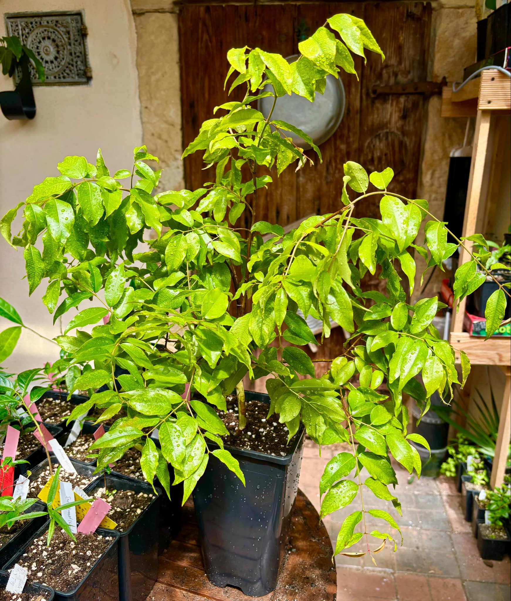Jaboticaba Hybrid (Plinia phitrantha NOVAK x Plinia trunciflora) - 1 potted plant / 1 getopfte Pflanze