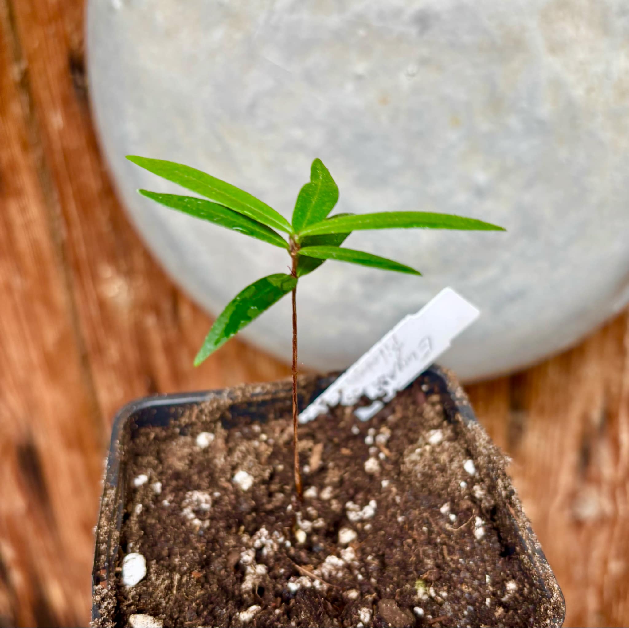 Eugenia sp Pitanga da Restinga -  1 small potted seedling / 1 kleiner, getopfter Sämling