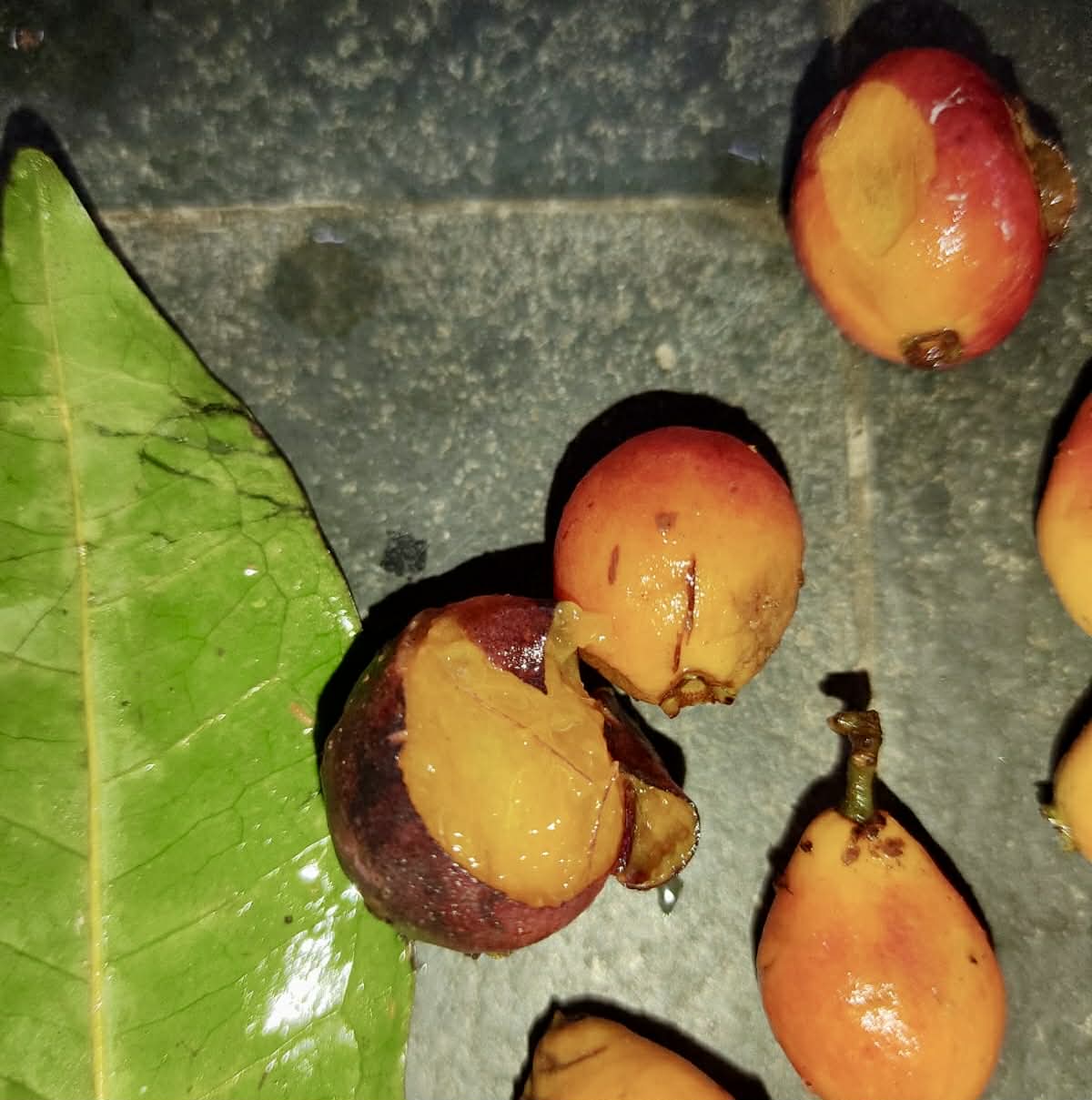 only 1 available - Eugenia sp Cajazinho -  1 potted seedling / 1 getopfter Sämling