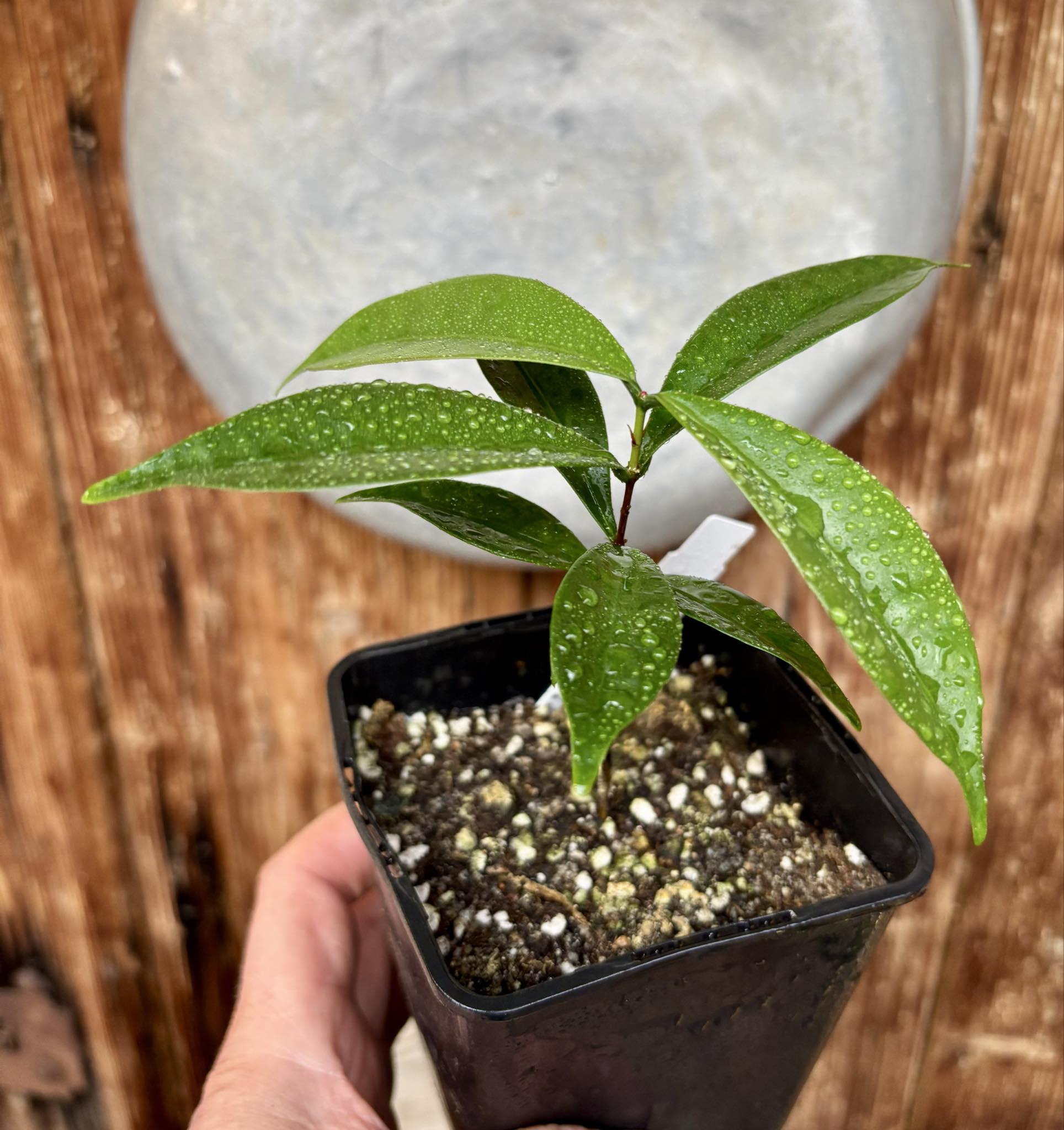 Baguaçu (Eugenia astringens) - 1 potted plant / 1 getopfte Pflanze