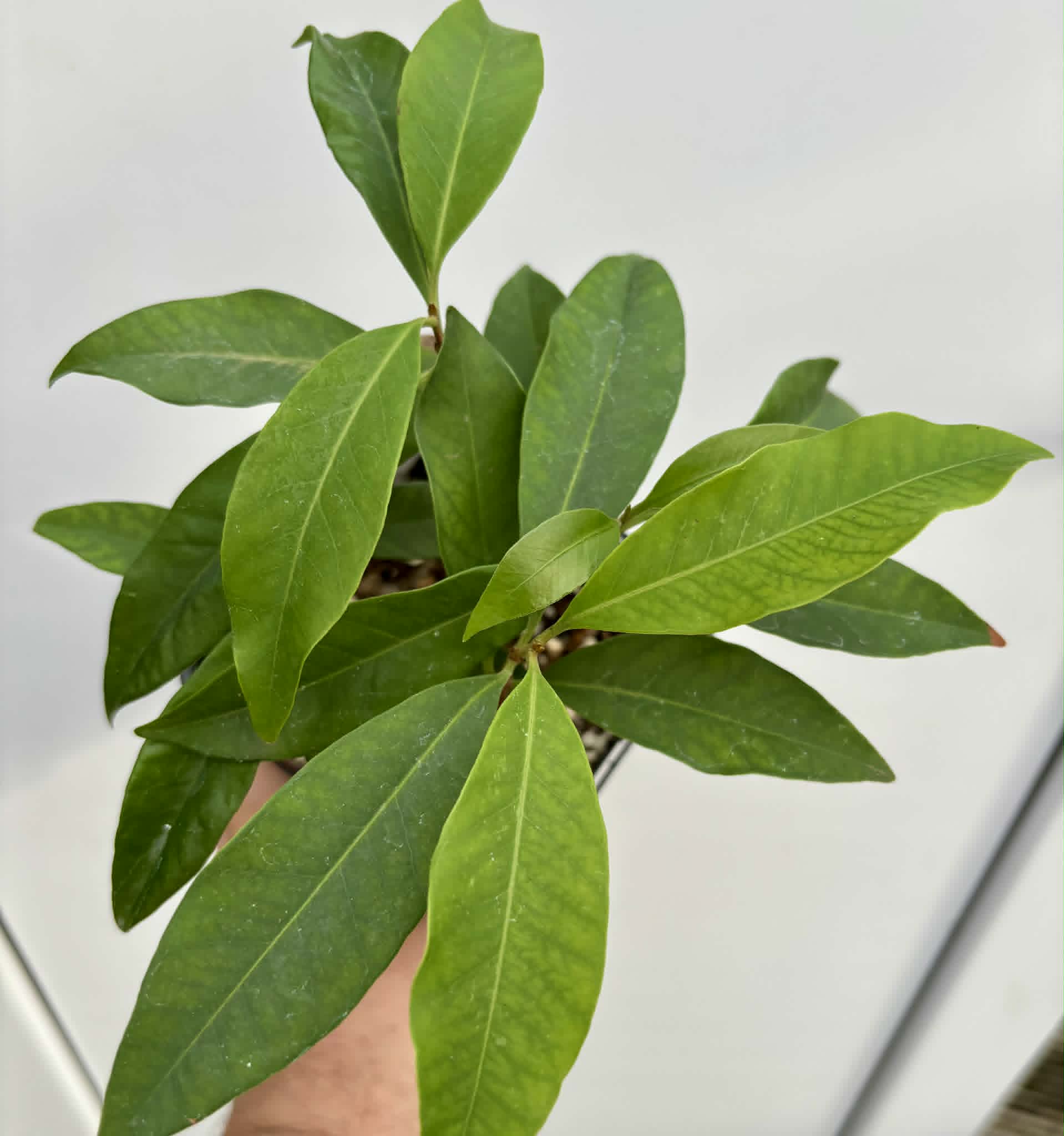4 in 1 pot - Grumixama-açu (Eugenia villae-novae) - 1 potted seedling / 1 getopfter Sämling