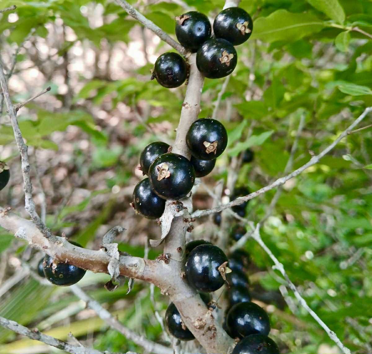 Jaboticaba de RAMA (Plinia sp) -  1 fresh seed / 1 frischer Samen