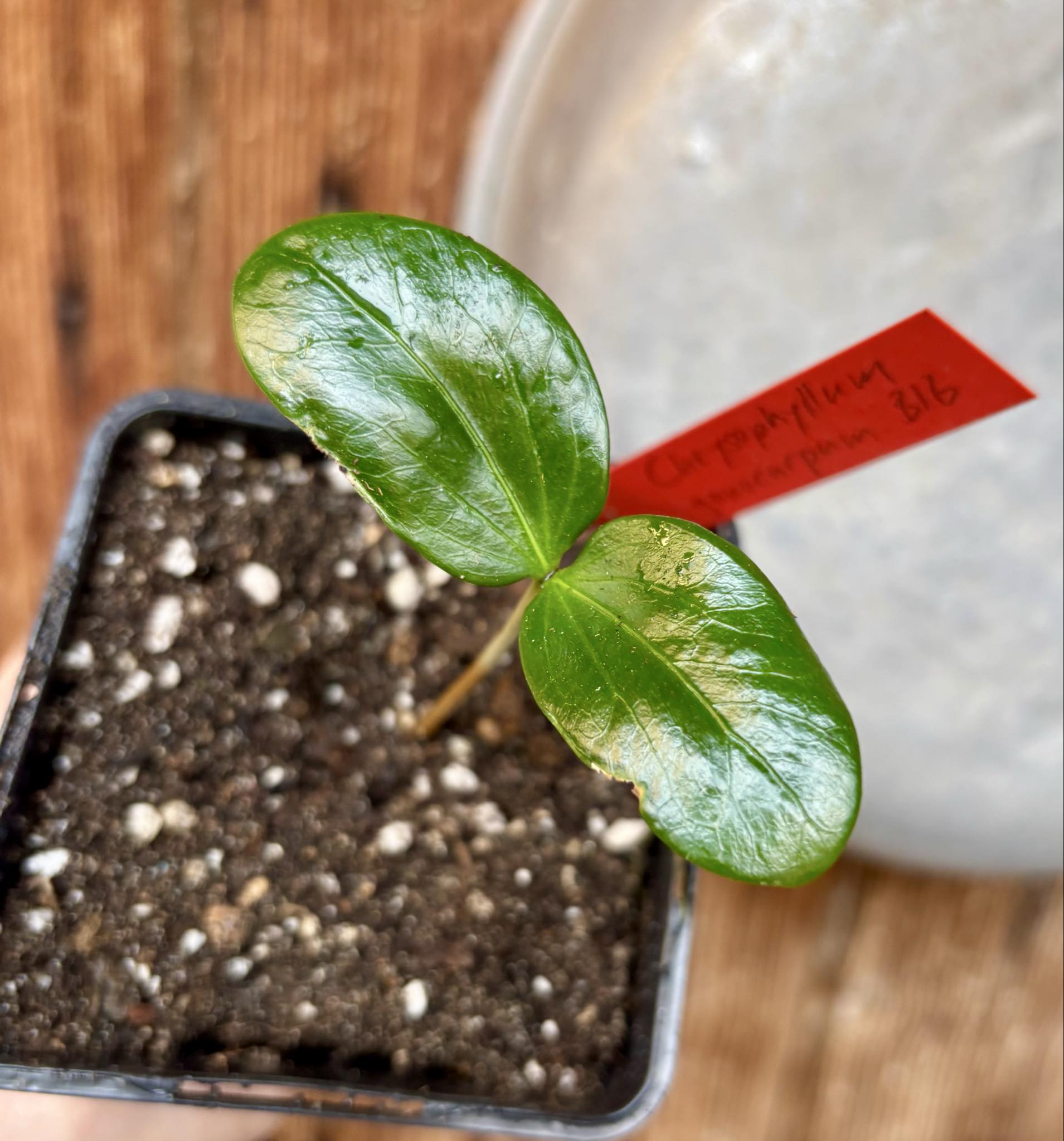 Aquai (Chrysophyllum gonocarpum var. BIG Itacare)  -  1 potted seedling / 1 getopfter Sämling