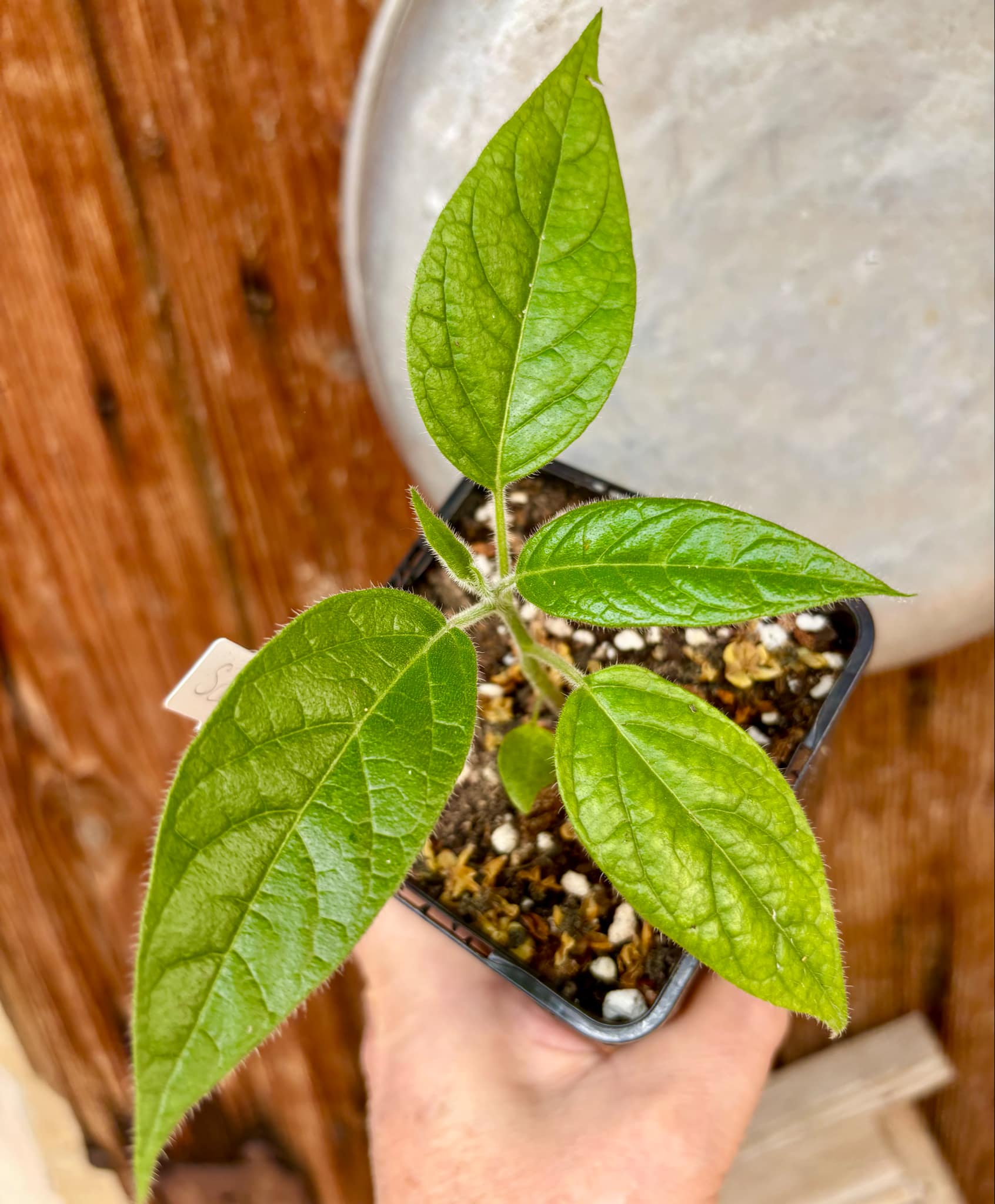 Solanum luridifuscescens - Tomatao Verde Piloso - 1 small potted seedling / 1 kleiner, getopfter Sämling