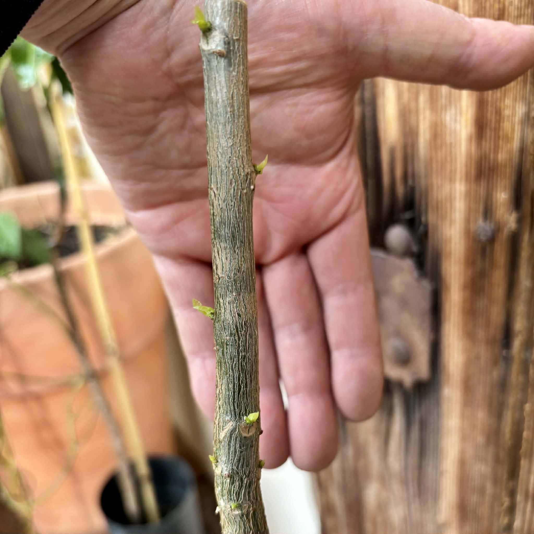 4 years old - Oak Leaf Papaya (Vasconcellea quercifolia) - 1 potted plant / 1 getopfte Pflanze