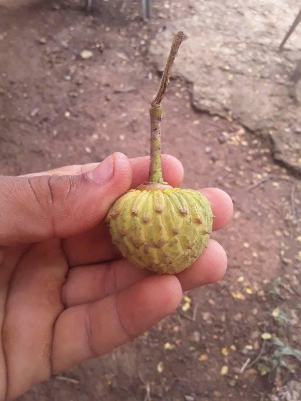 Annona rensoniana  - 3 fresh seeds / 3 frische Samen