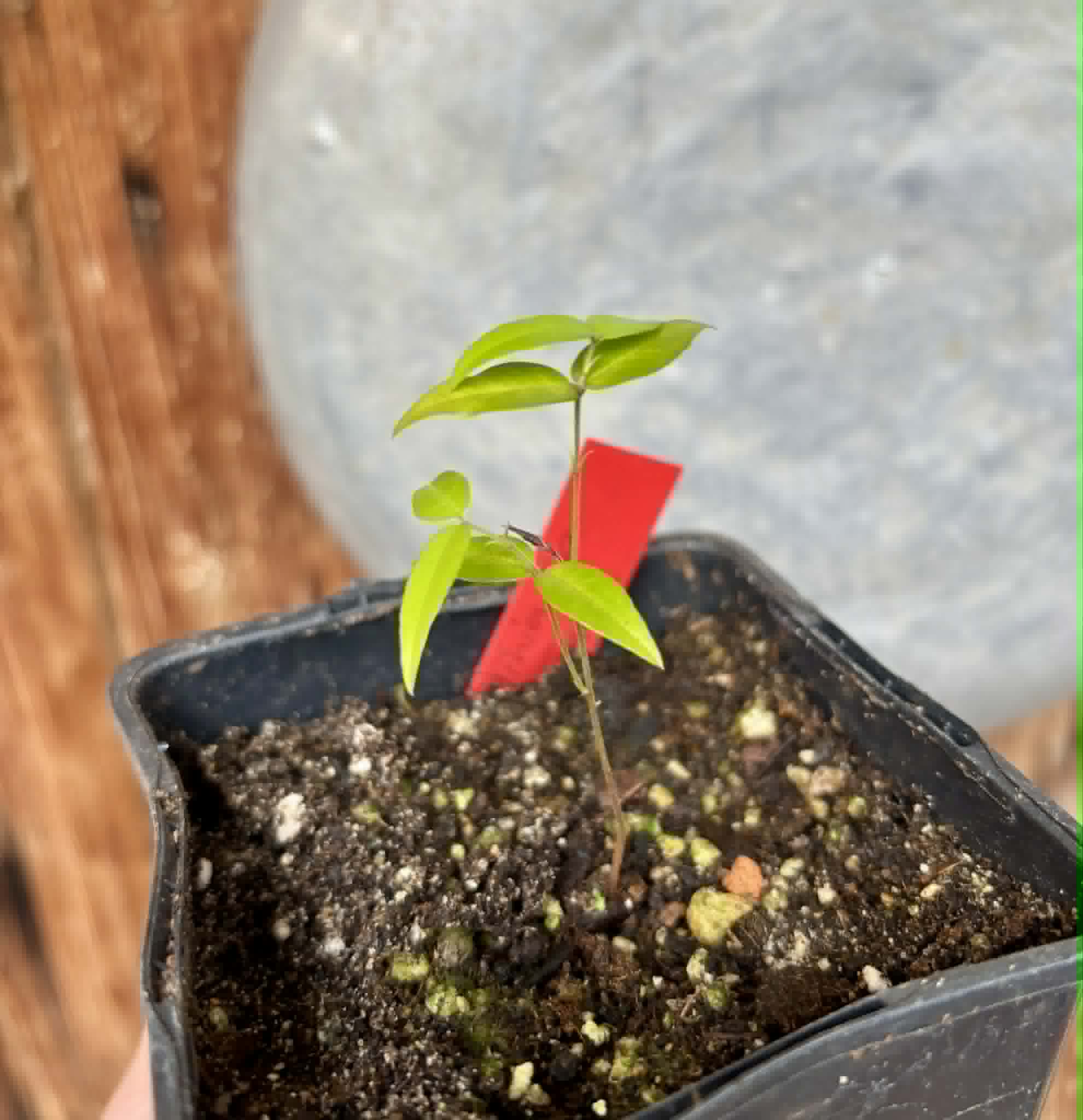 Plinia sp. do Frade - 1 potted seedling / 1 getopfter Sämling