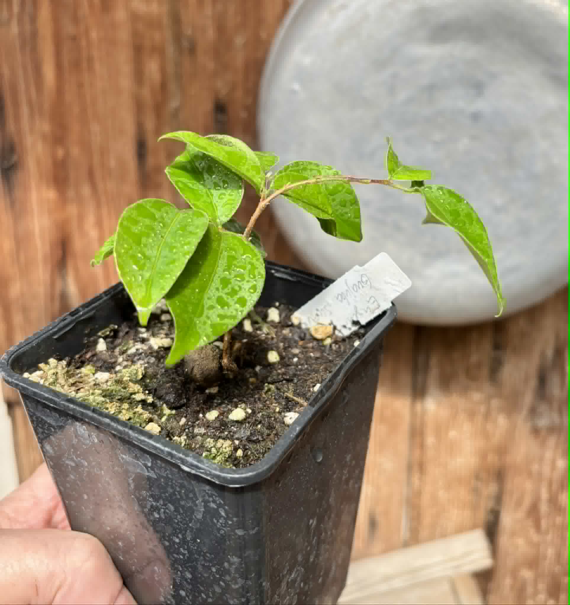 Eugenia sp Guajuba suave -  1 potted seedling / 1 getopfter Sämling