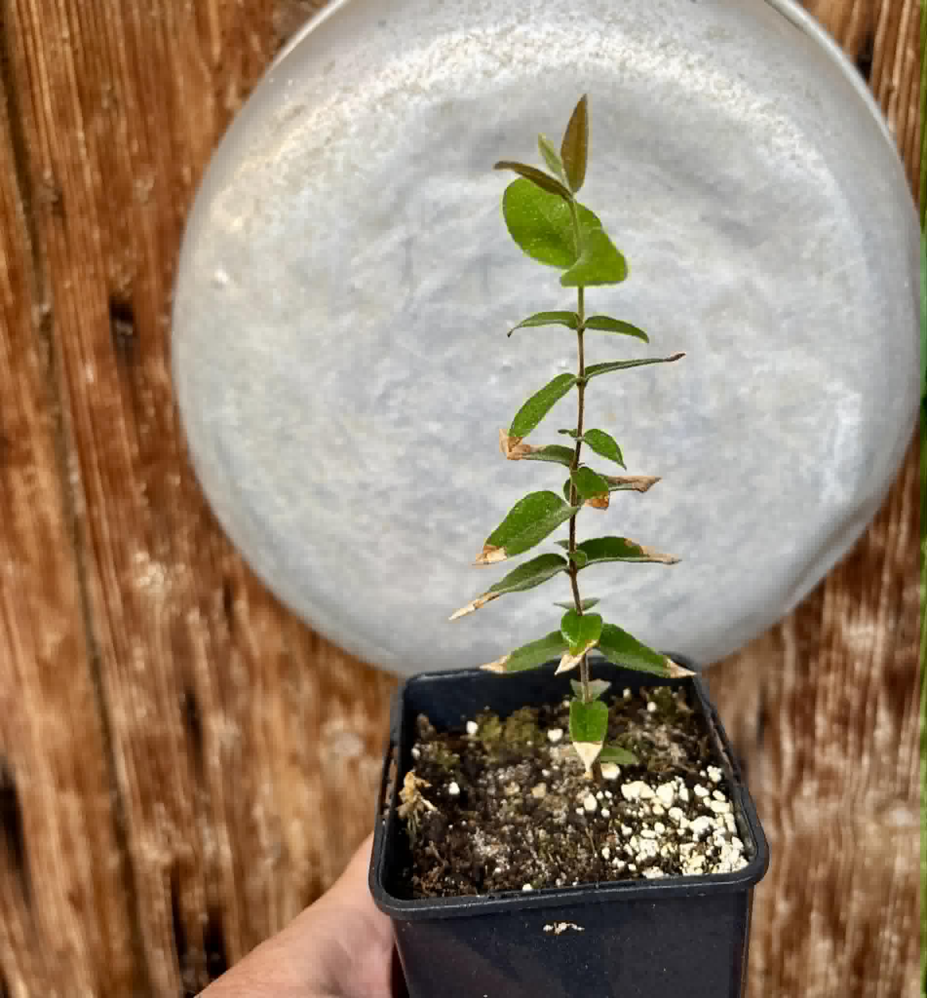 Myrciaria caerulescens (Roxa - Blue Guaquiea) - 1 potted seedling / 1 getopfter Sämling
