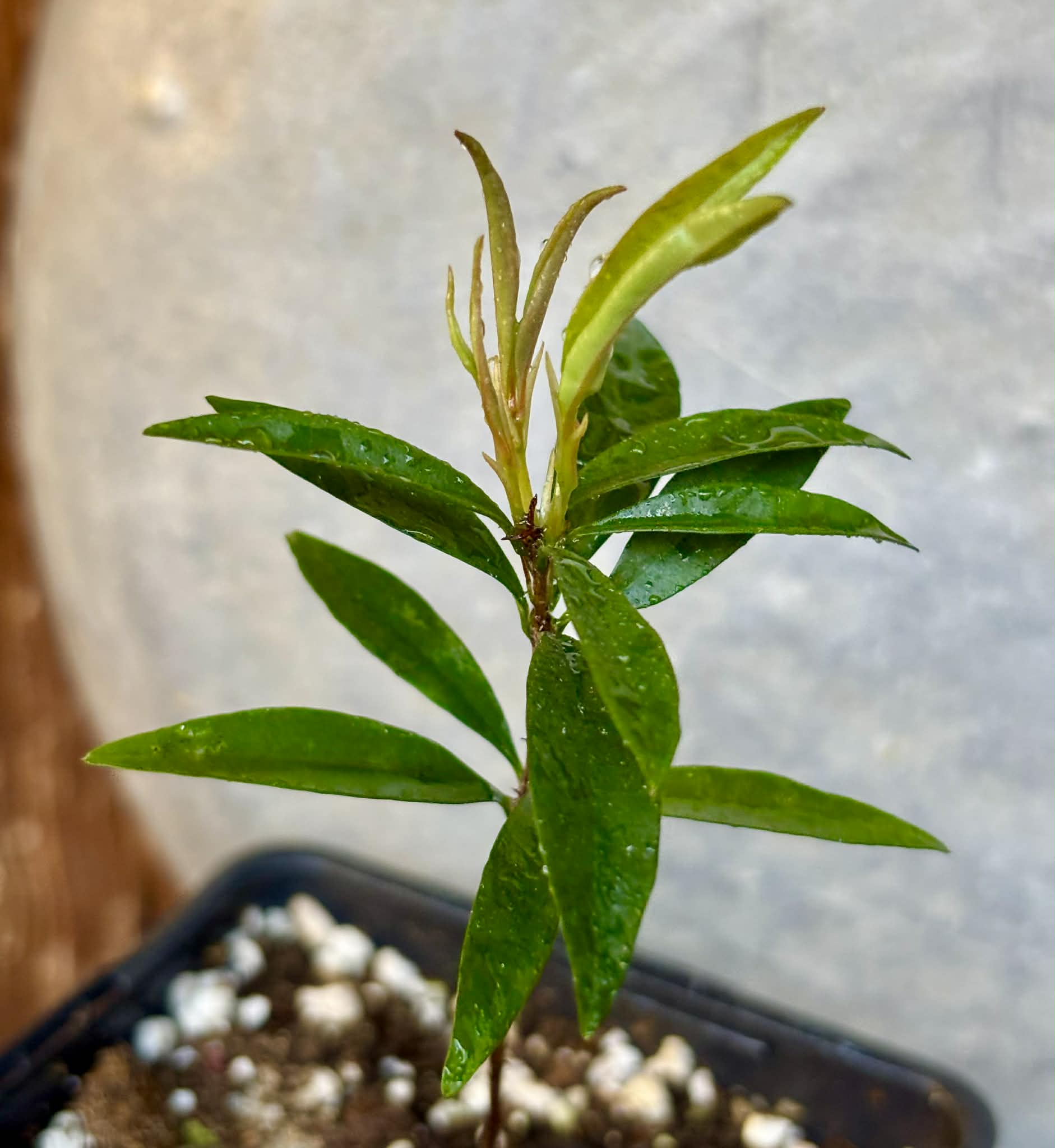 Eugenia sp Itacare vermelha -  1 potted seedling / 1 getopfter Sämling