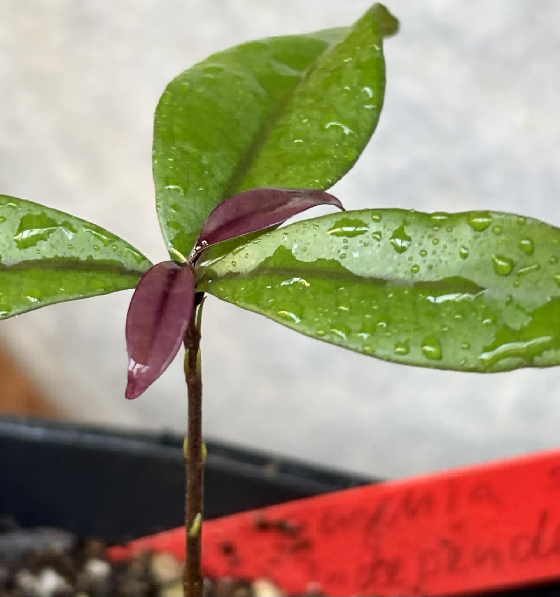 Eugenia sp Independencia - 1 potted seedling / 1 getopfter Sämling
