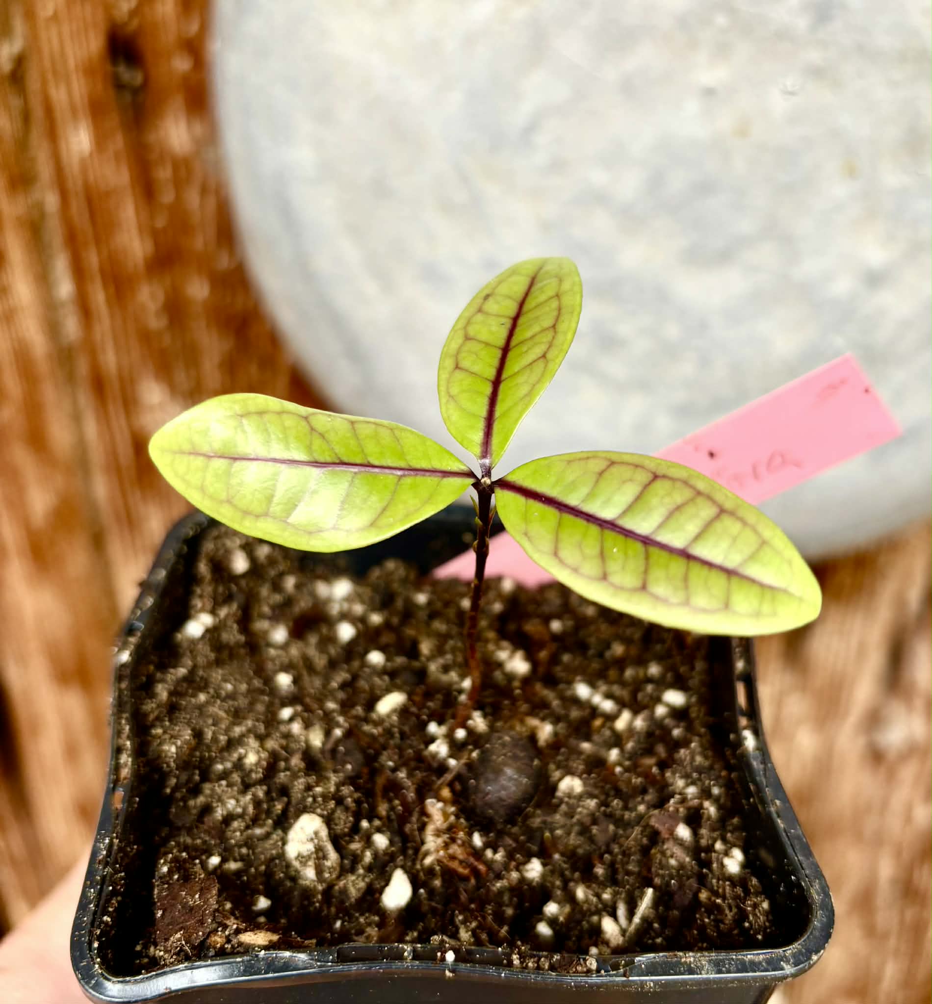Eugenia rotundifolia var. Maruim - 1 potted seedling / 1 getopfter Sämling