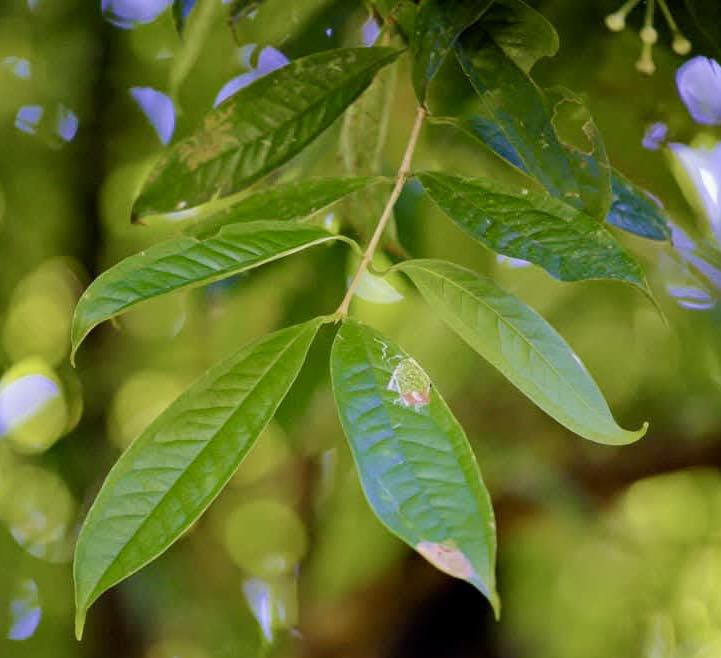 Hagis (Syzygium tripinnatum) - 1 germinated seed / 1 gekeimter Samen