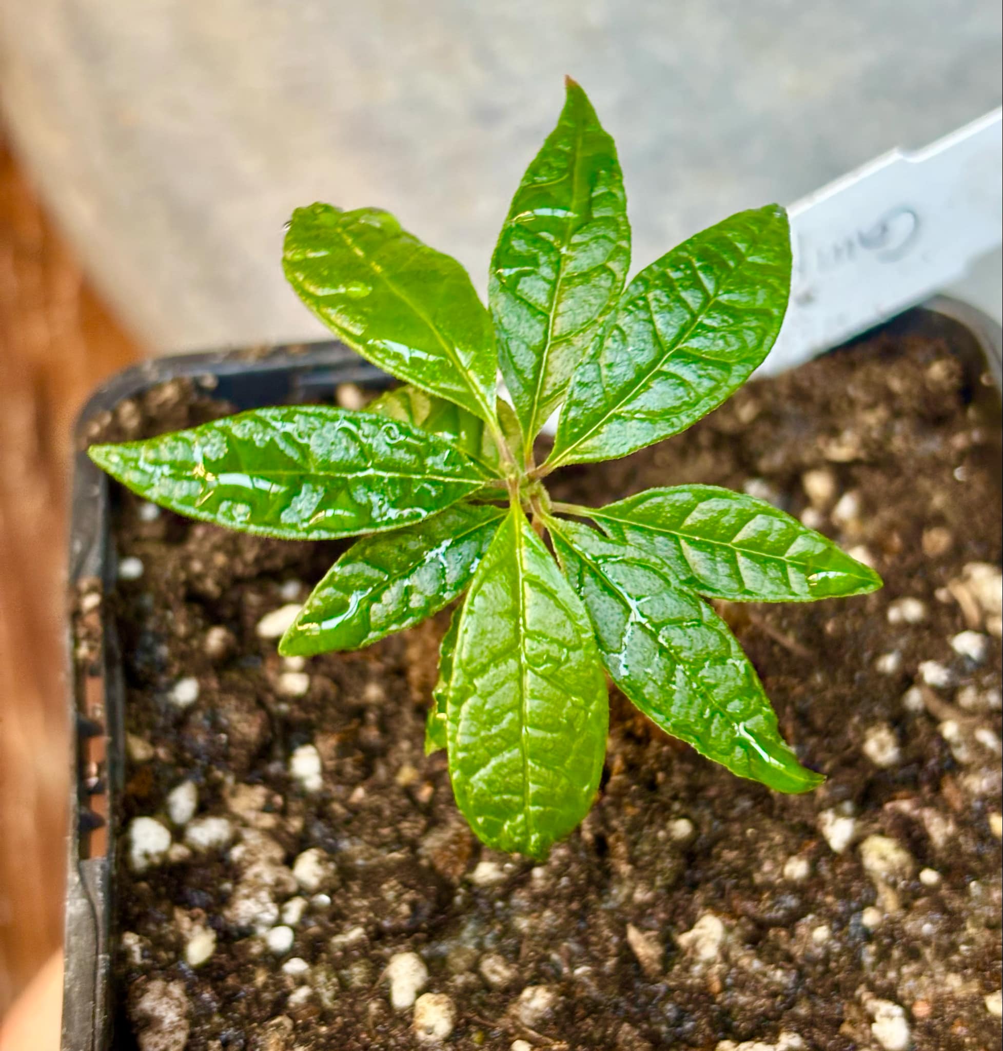 Campomanesia dichotoma - 1 small potted plant / 1 kleine getopfte Pflanze