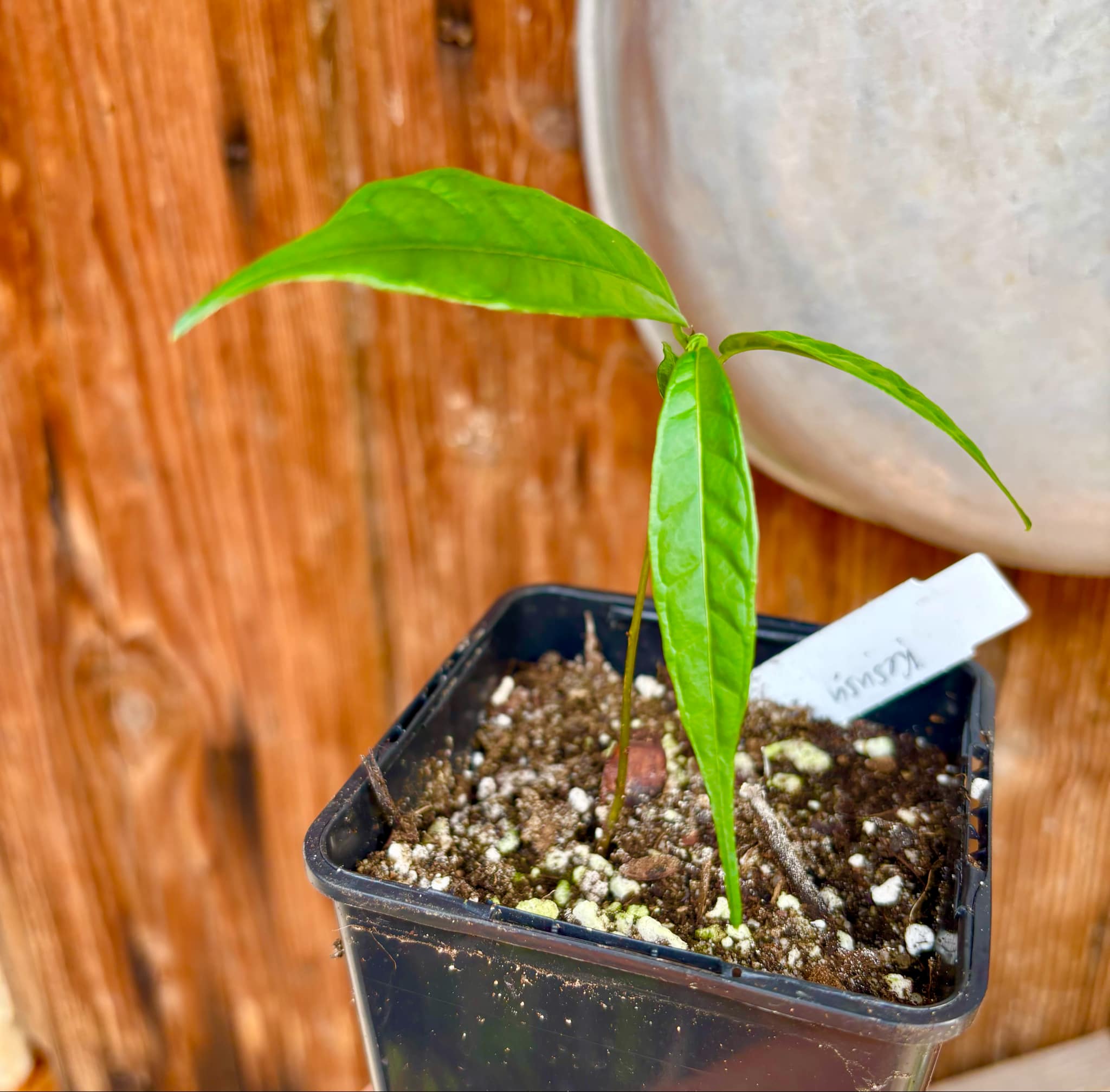 Kesusu (Prainea limpato) - 1 small potted seedling / 1 kleiner, getopfter Sämling Kesusu (Prainea limpato) - 1 small potted seedling / 1 kleiner, getopfter Sämling