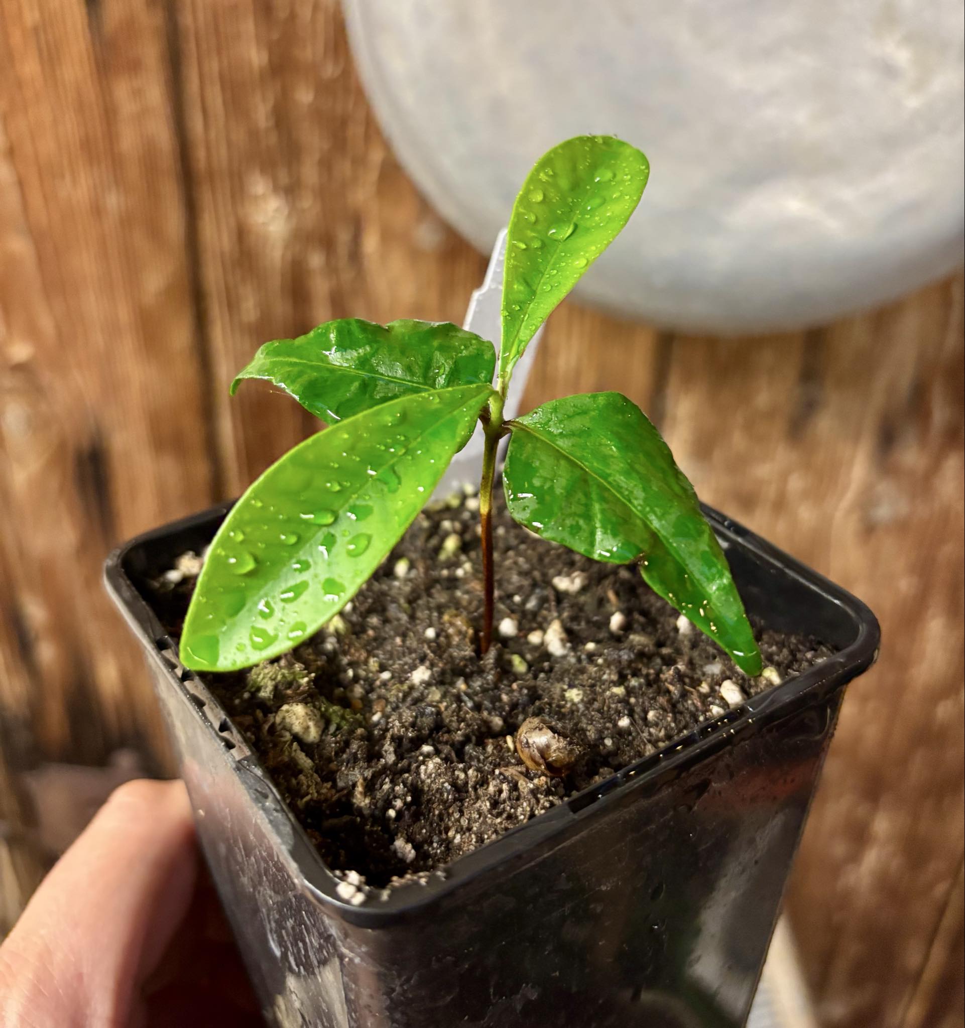 Myrcia sp Jaboticaba Bahia -  1 potted seedling / 1 getopfter Sämling