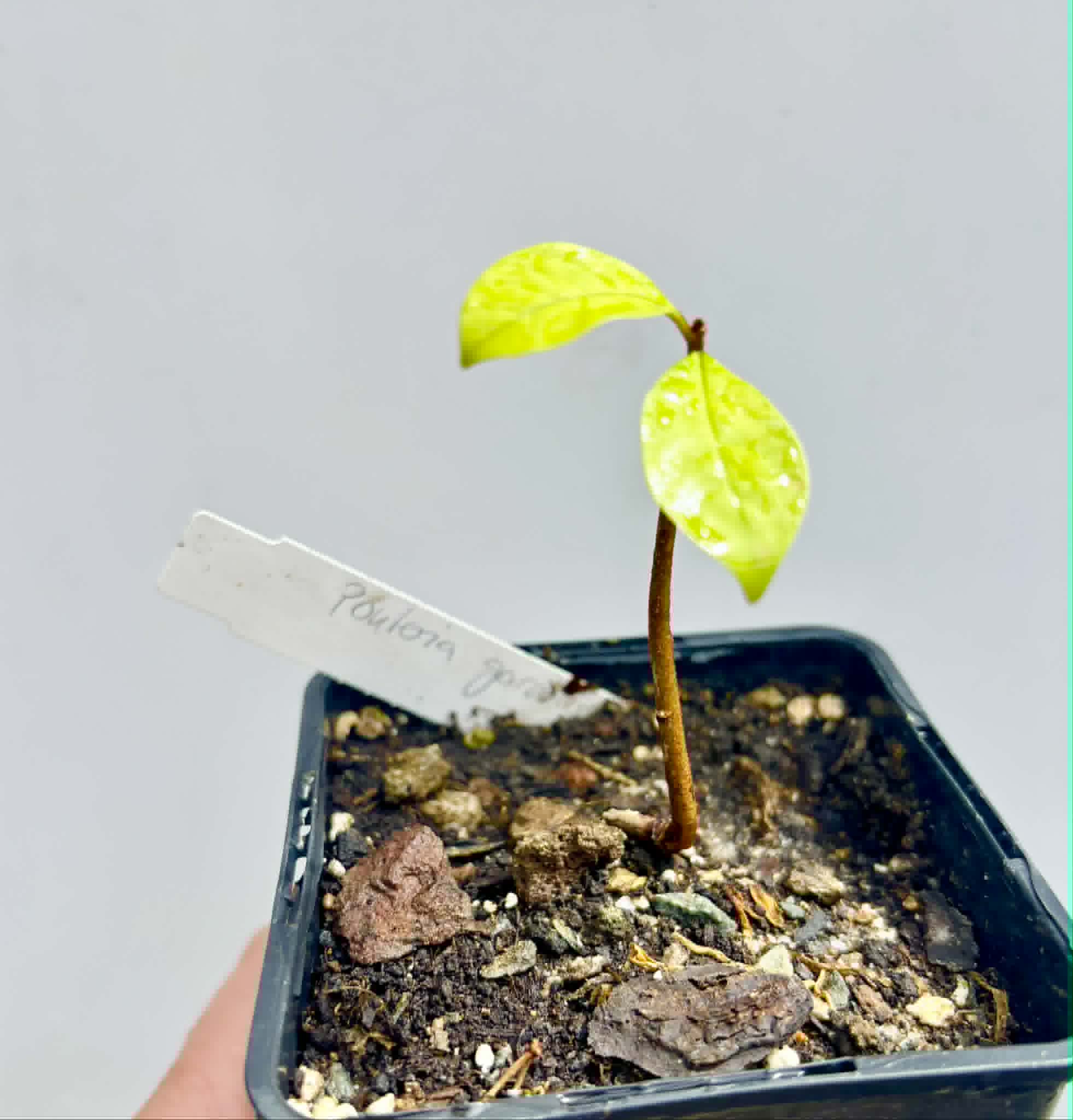 Pouteria gardneri - 1 potted seedling / 1 getopfter Sämling