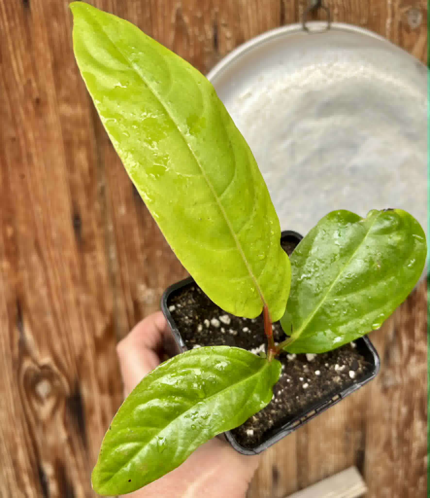 rooted cutting - Long Pepper  (Piper longum) - 1 potted plant / 1 getopfte Pflanze