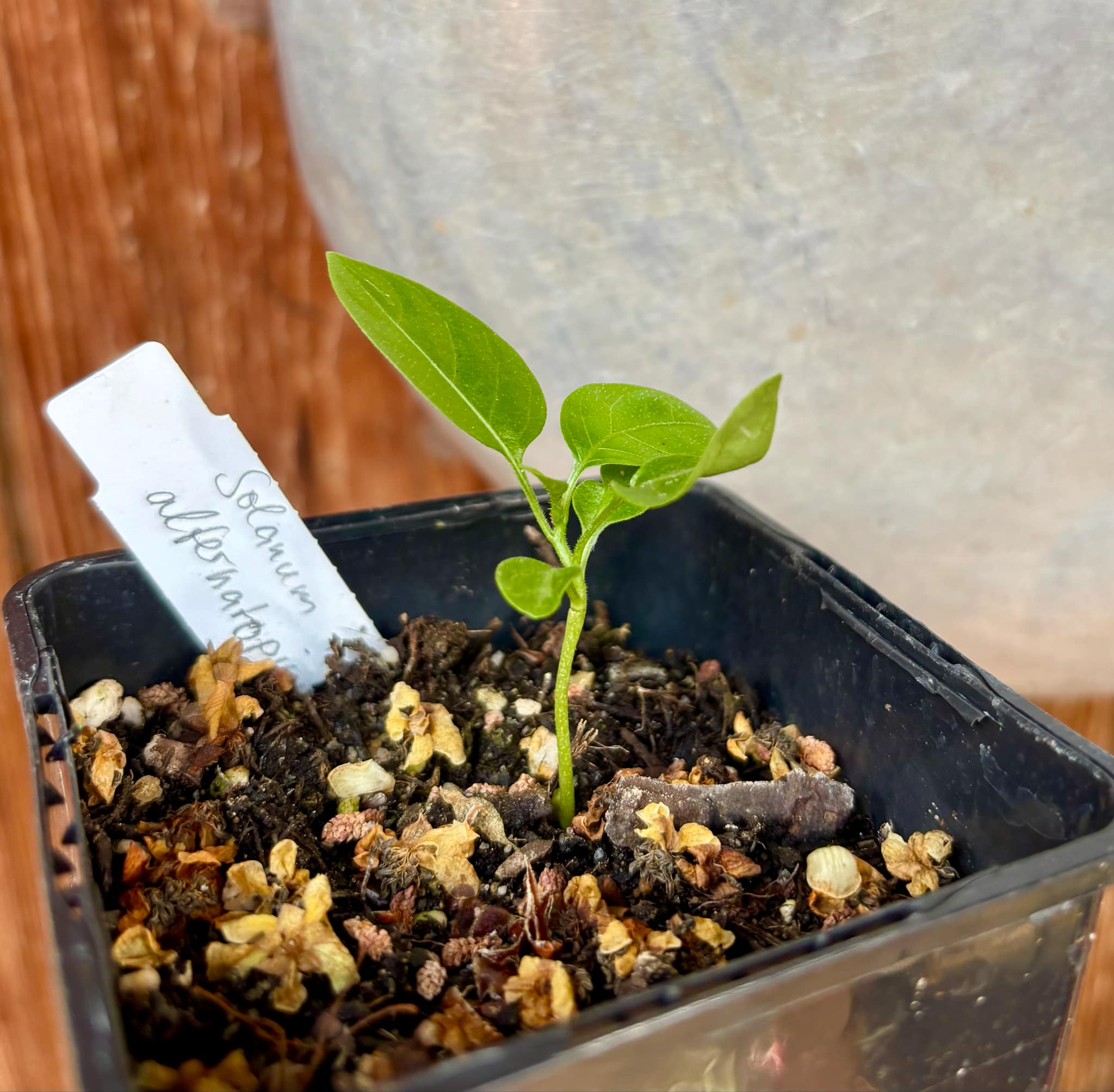 Moonberry - Solanum alternatopinnatum - 1 small potted seedling / 1 kleiner, getopfter Sämling